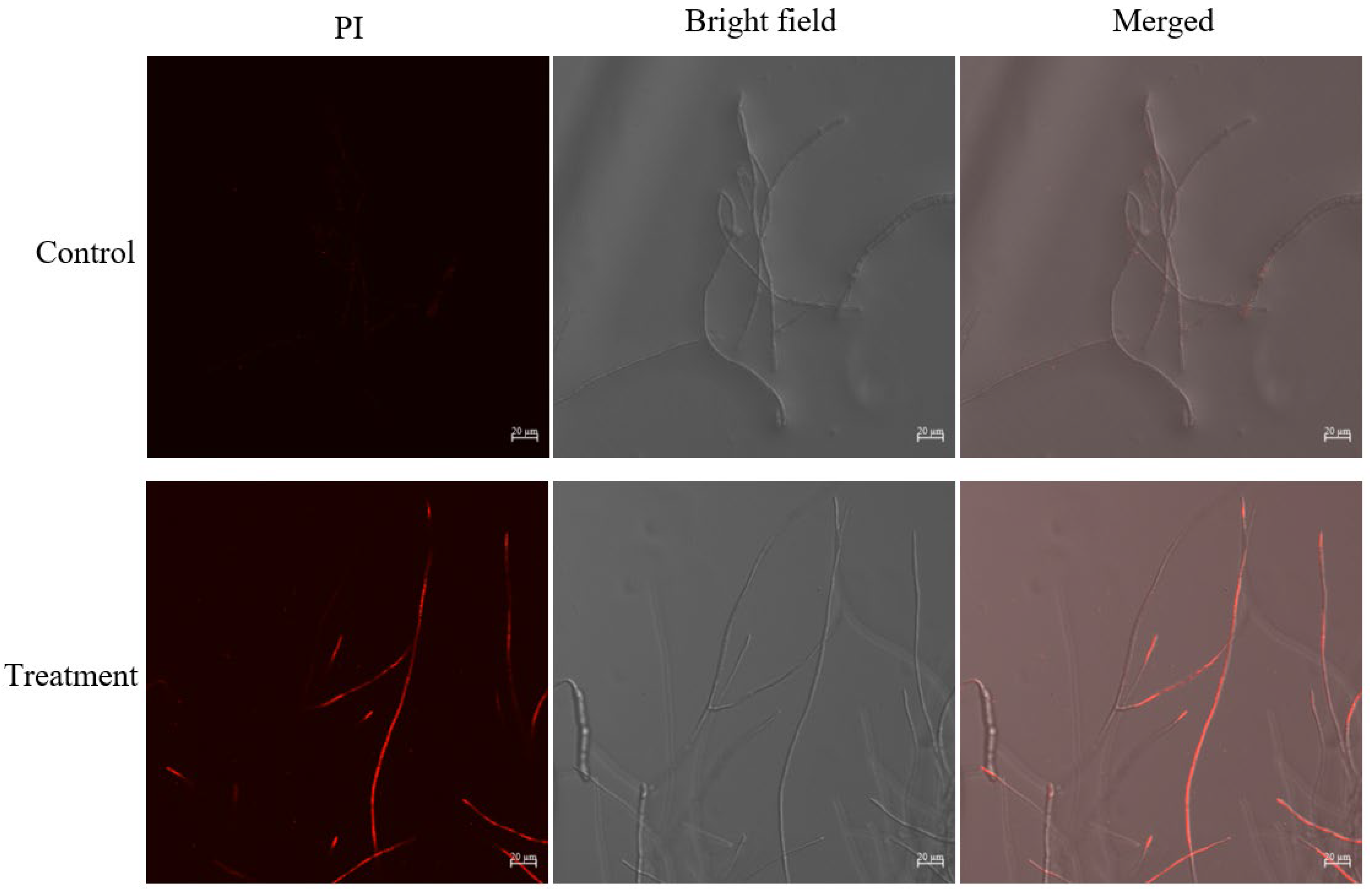 Plants 12 00828 g005