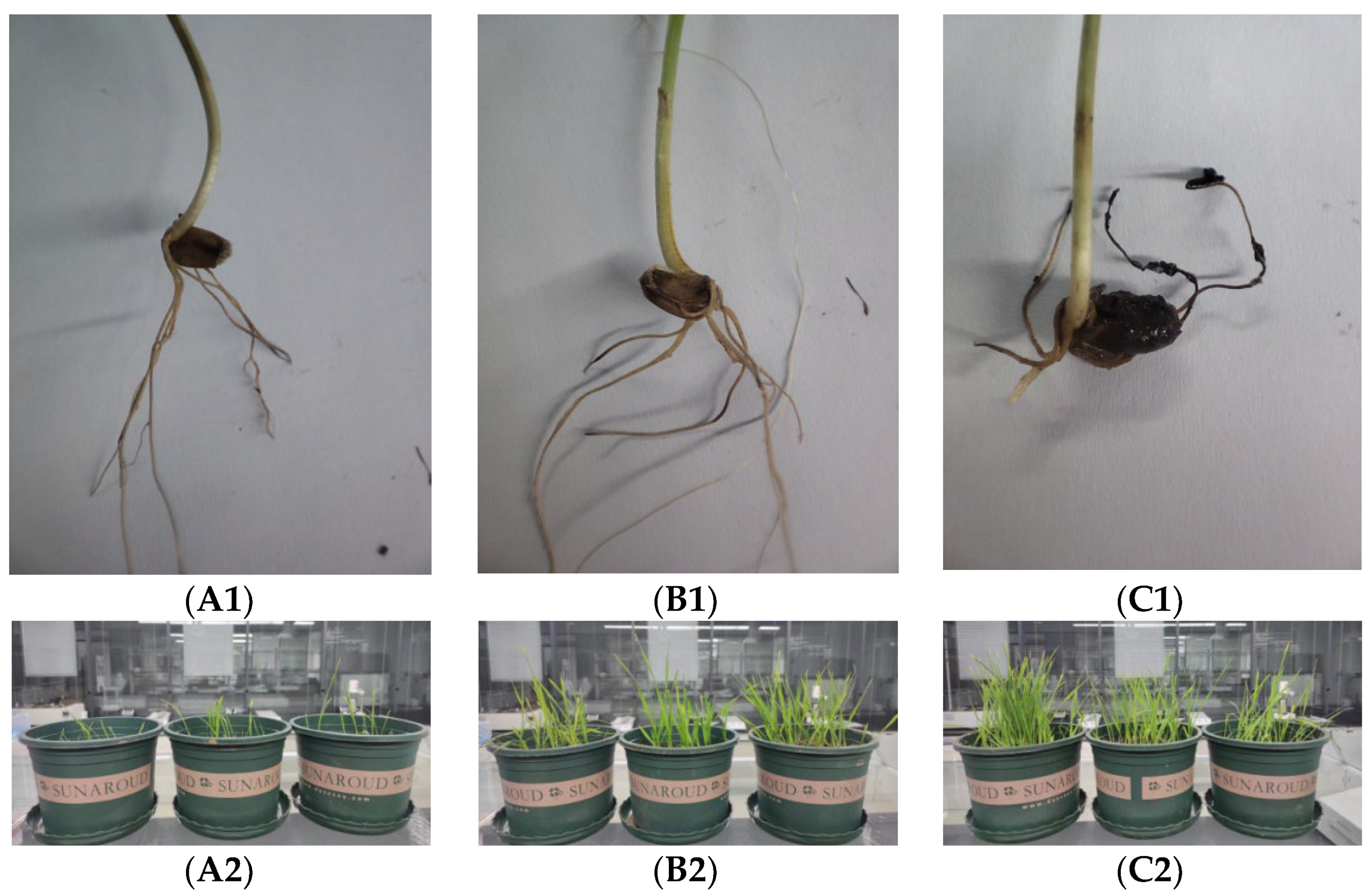 Plants 12 00828 g007