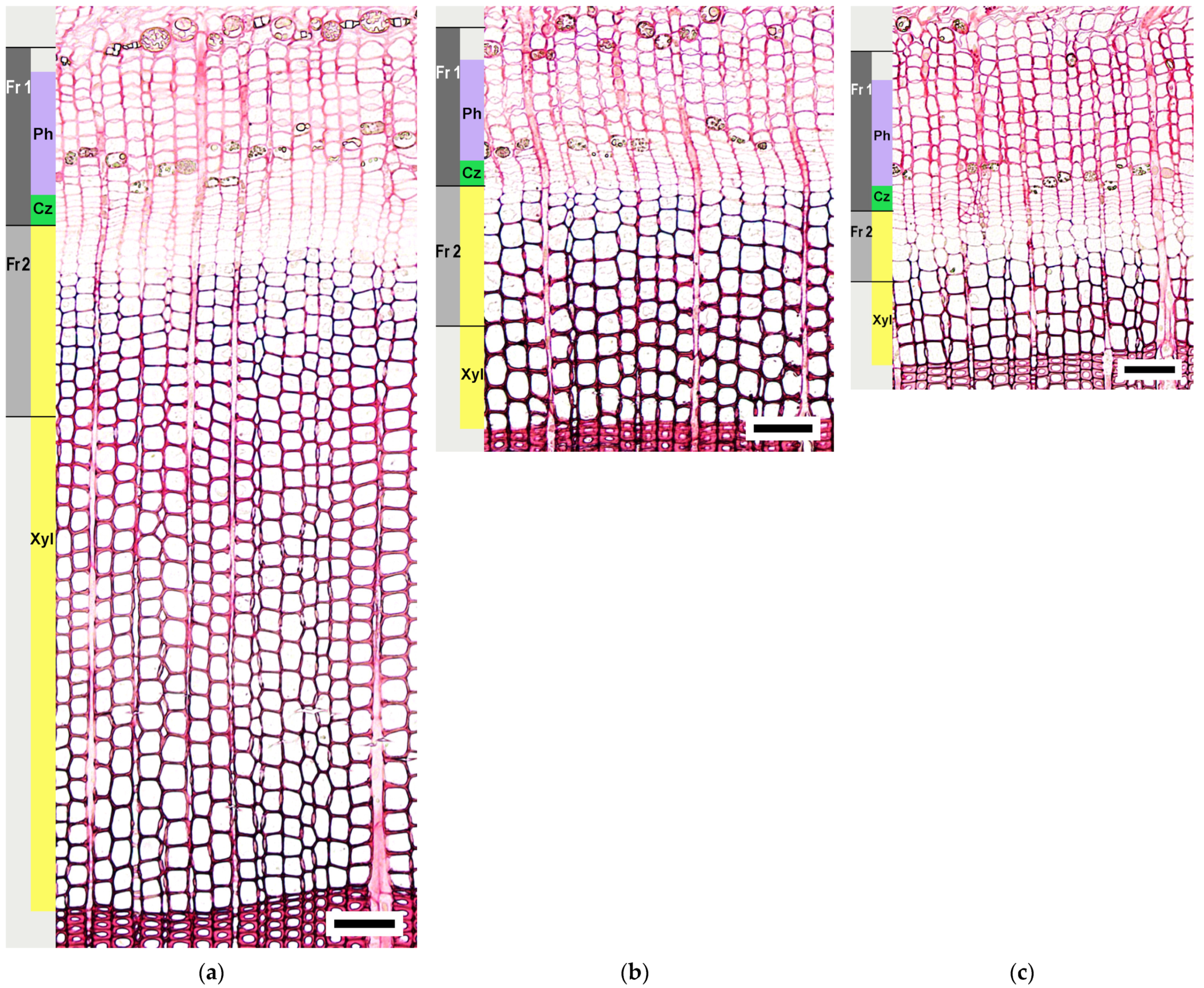 Plants 12 00835 g004 Plants 12 00835 g004