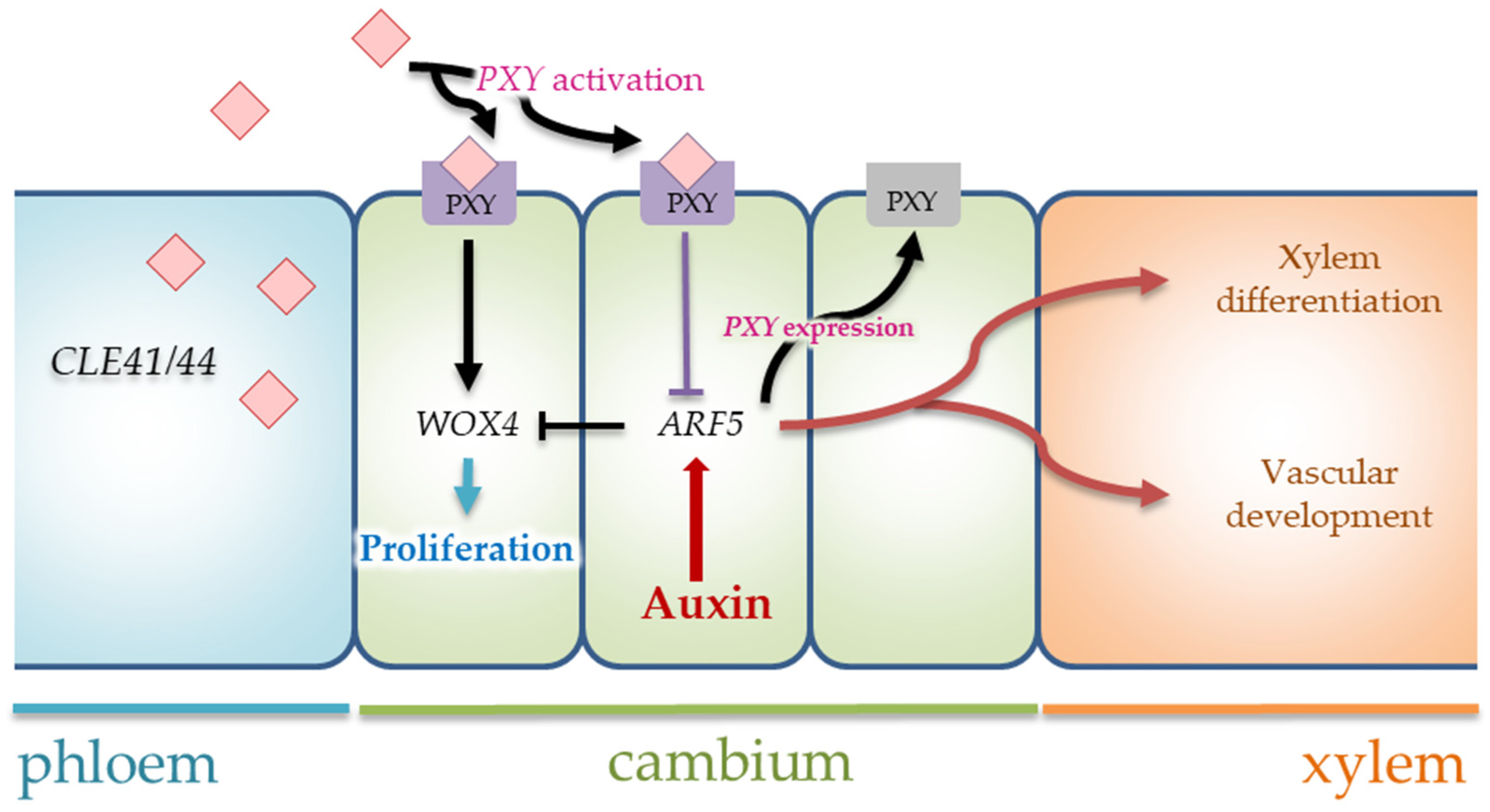 Plants 12 00835 g008 Plants 12 00835 g008