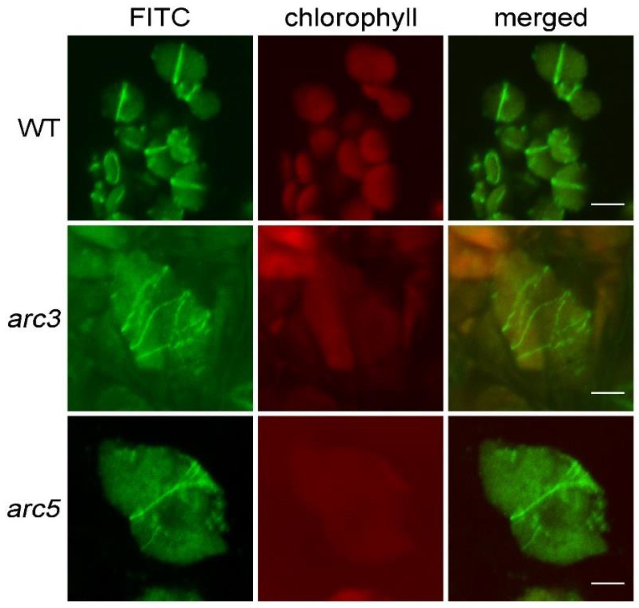 Plants 12 00841 g002