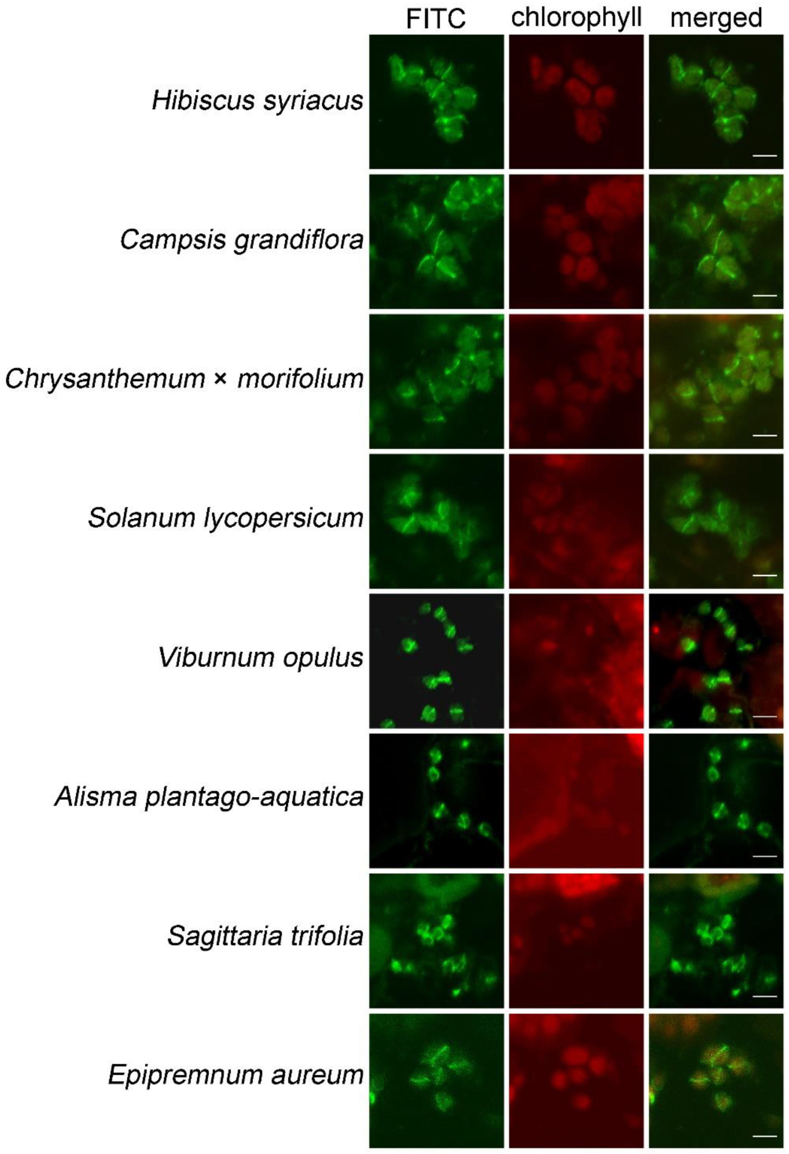 Plants 12 00841 g005