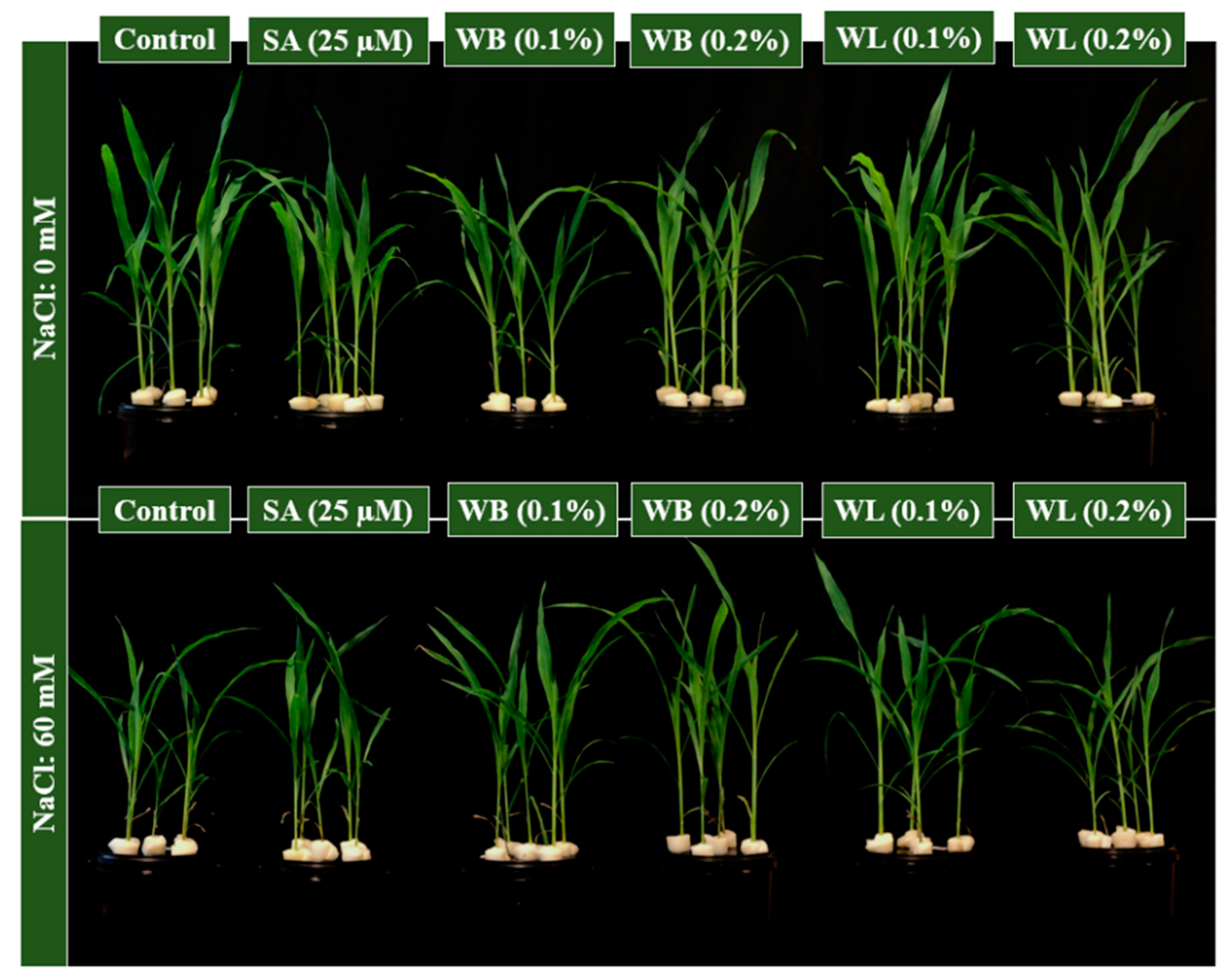 Plants 12 00856 g002