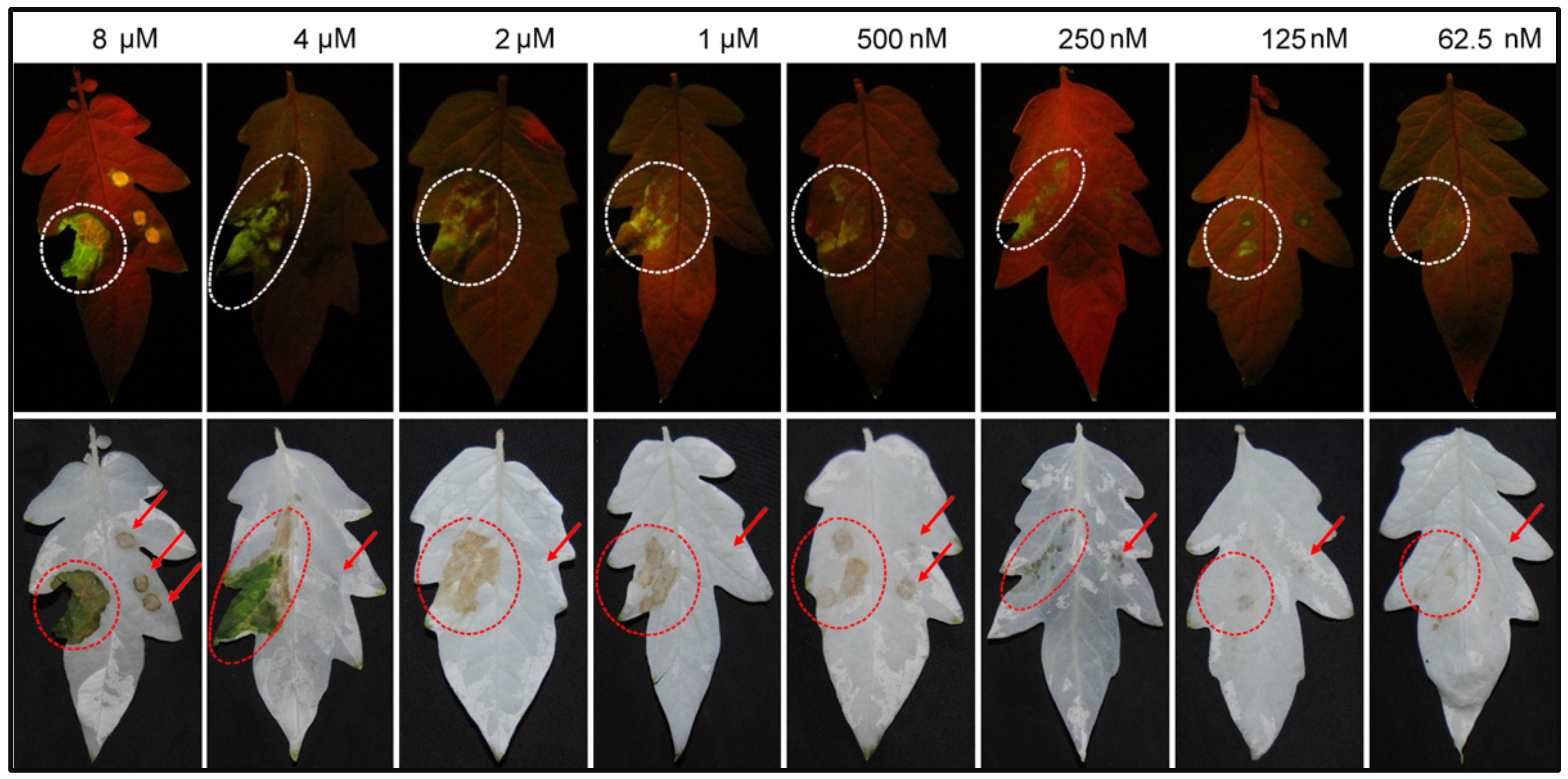 Plants 12 00883 g001