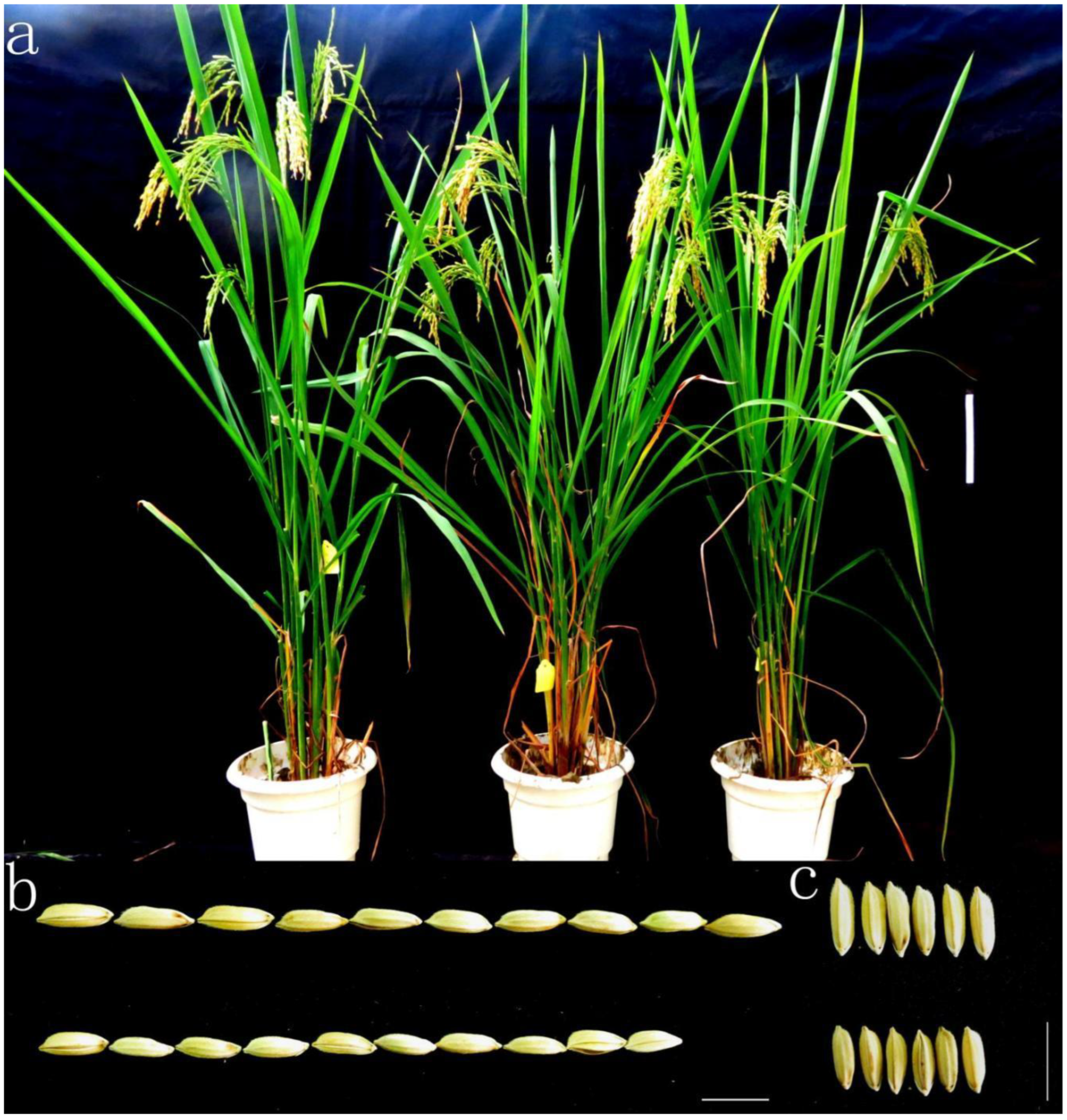 Plants 12 00892 g005