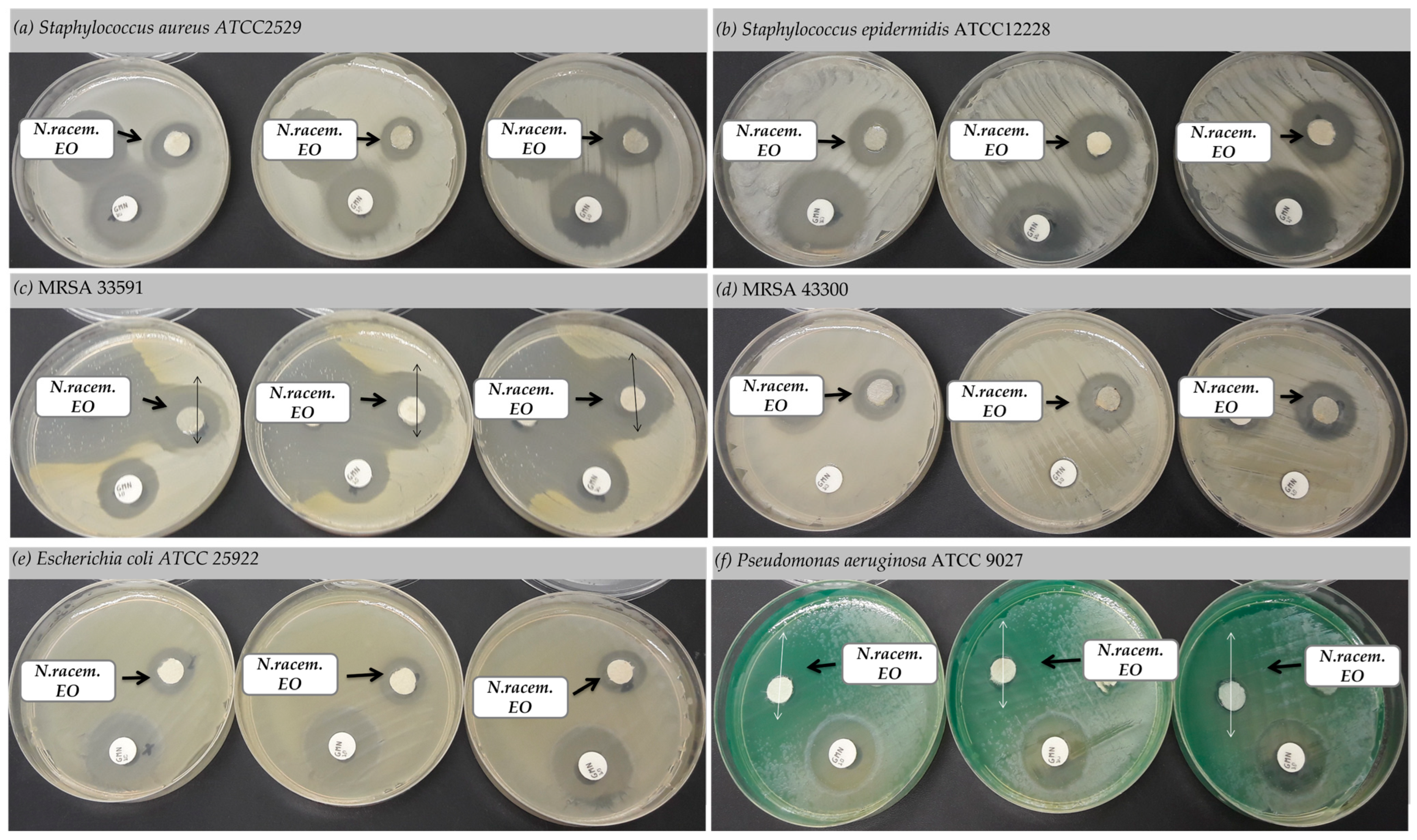 Plants 12 00898 g006