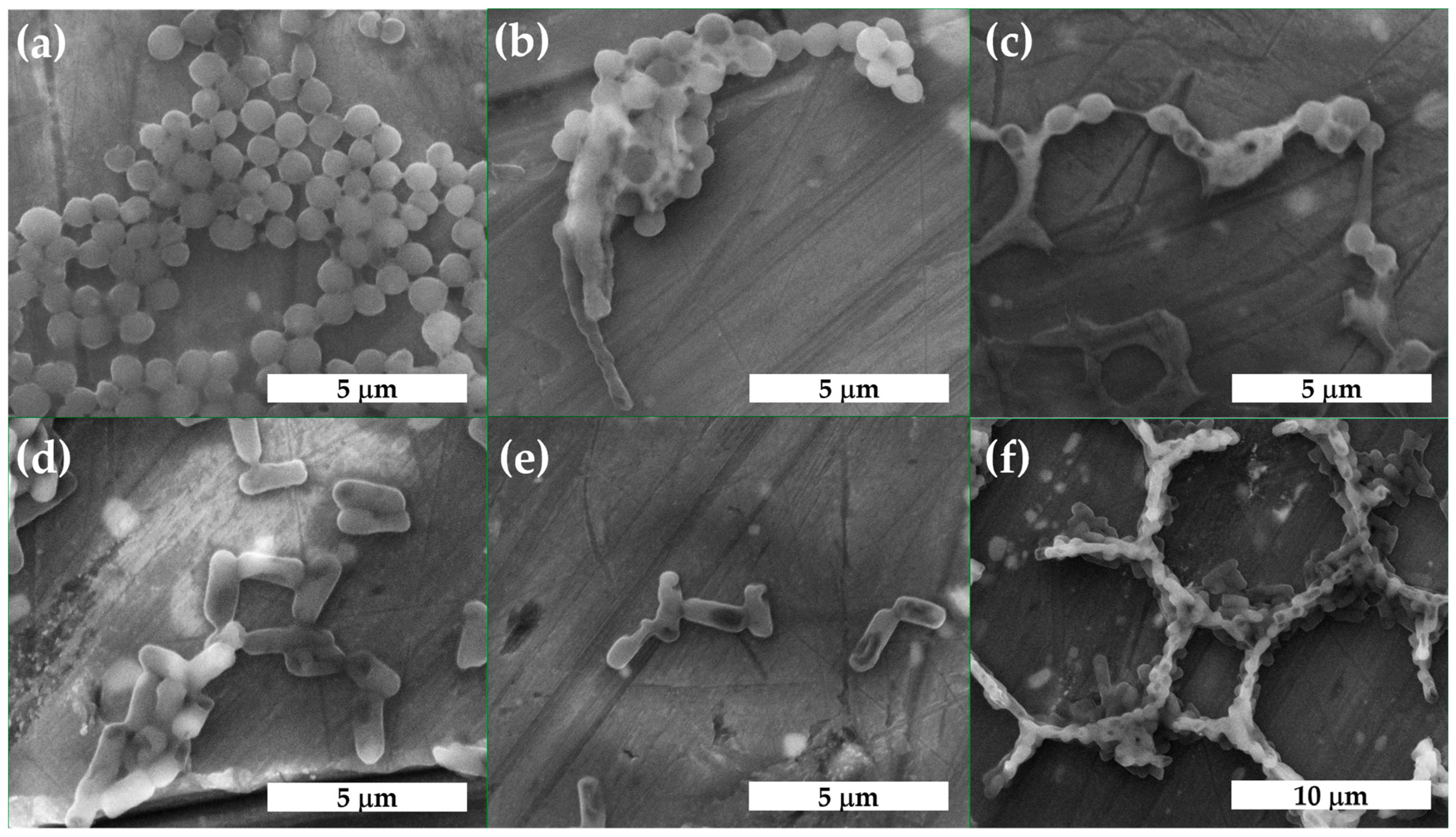 Plants 12 00898 g007