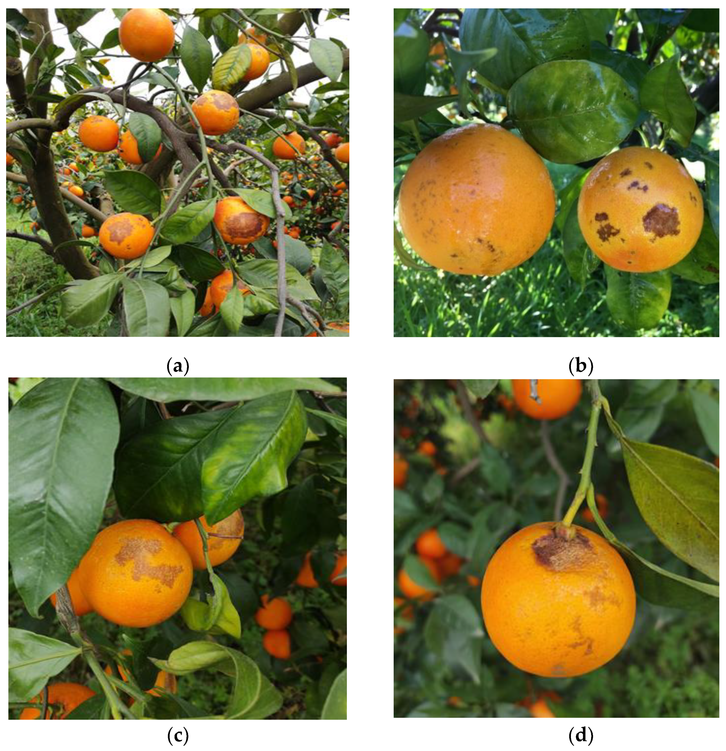 Plants 12 00904 g006