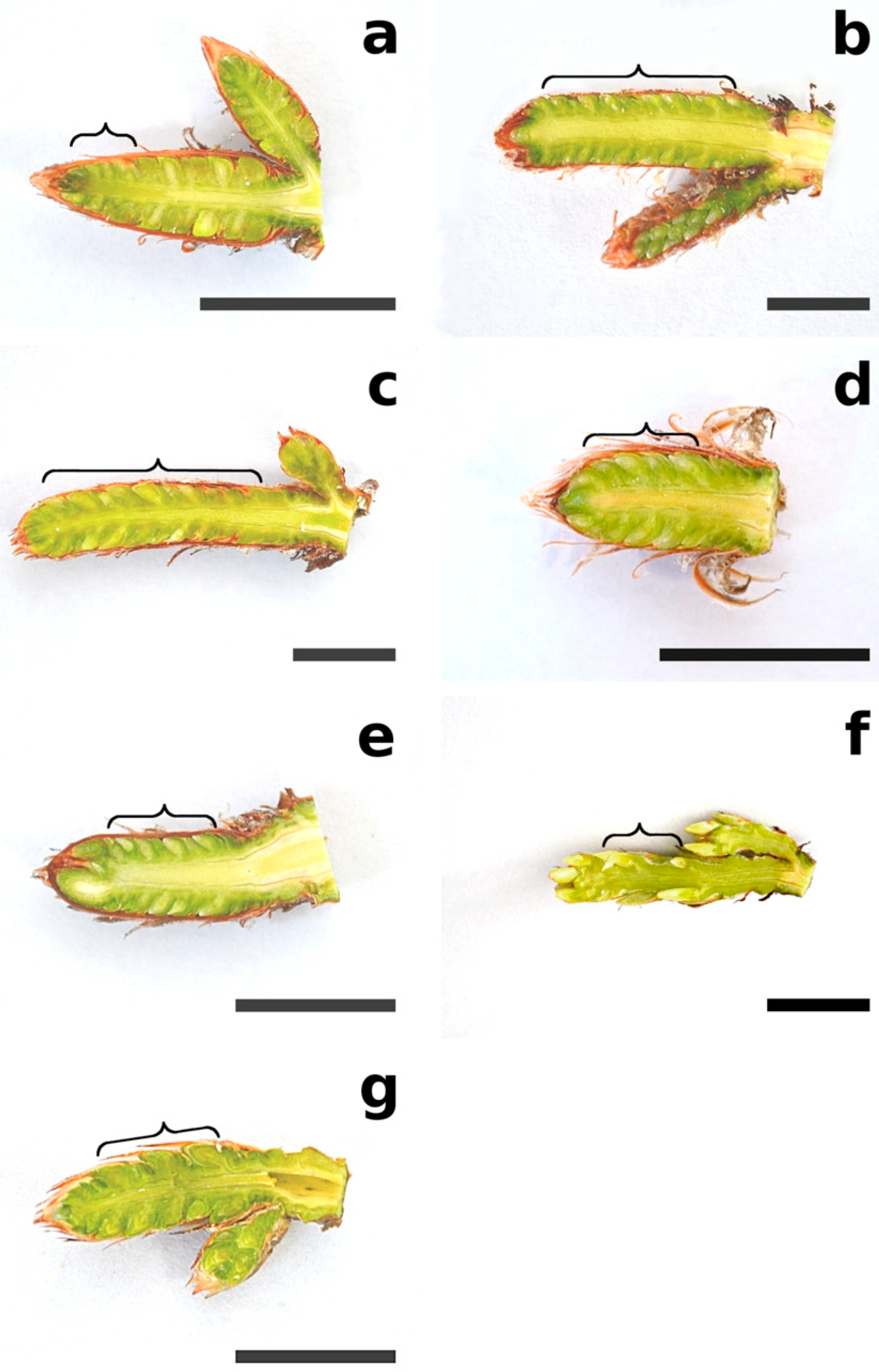 Plants 12 00913 g001