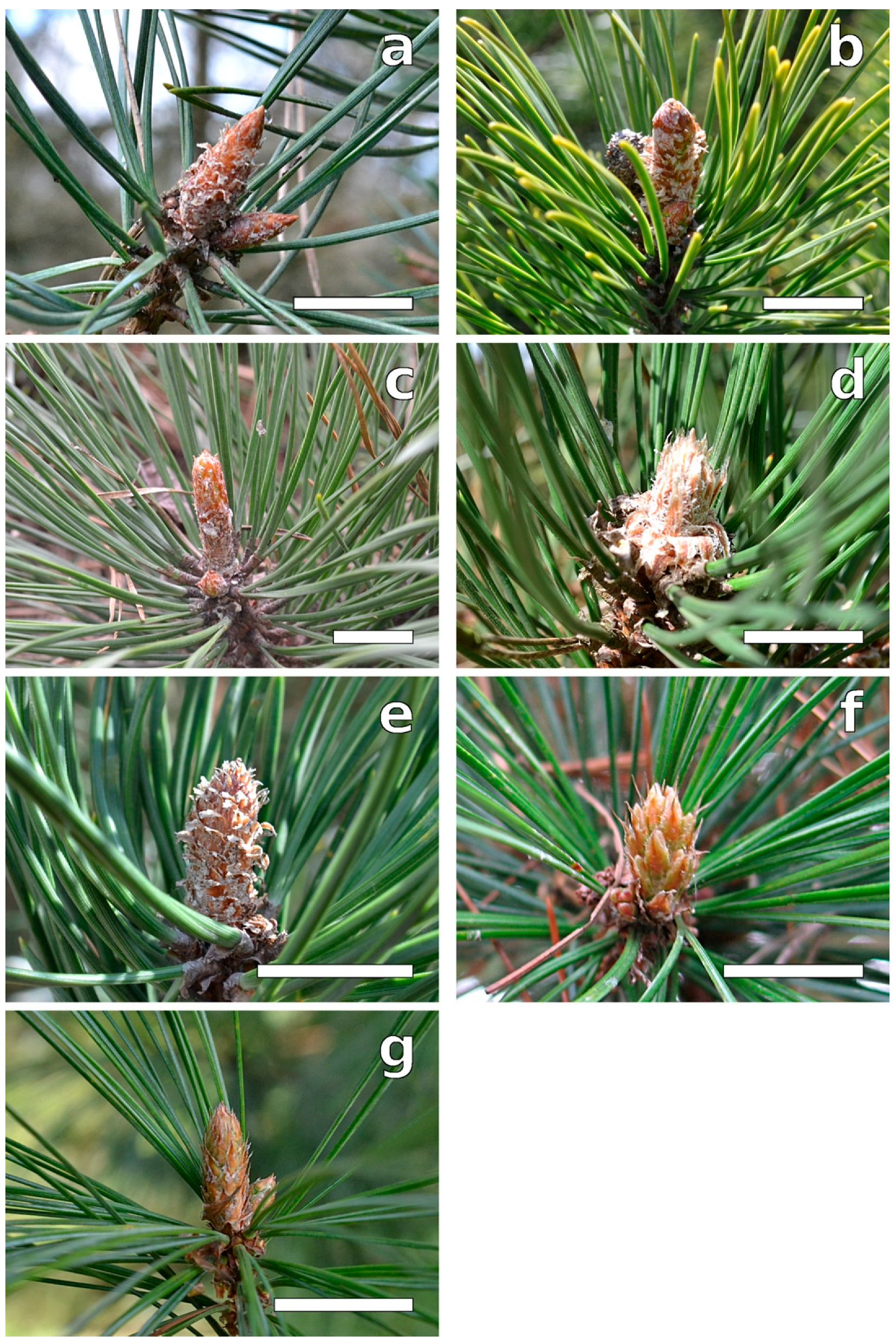 Plants 12 00913 g002