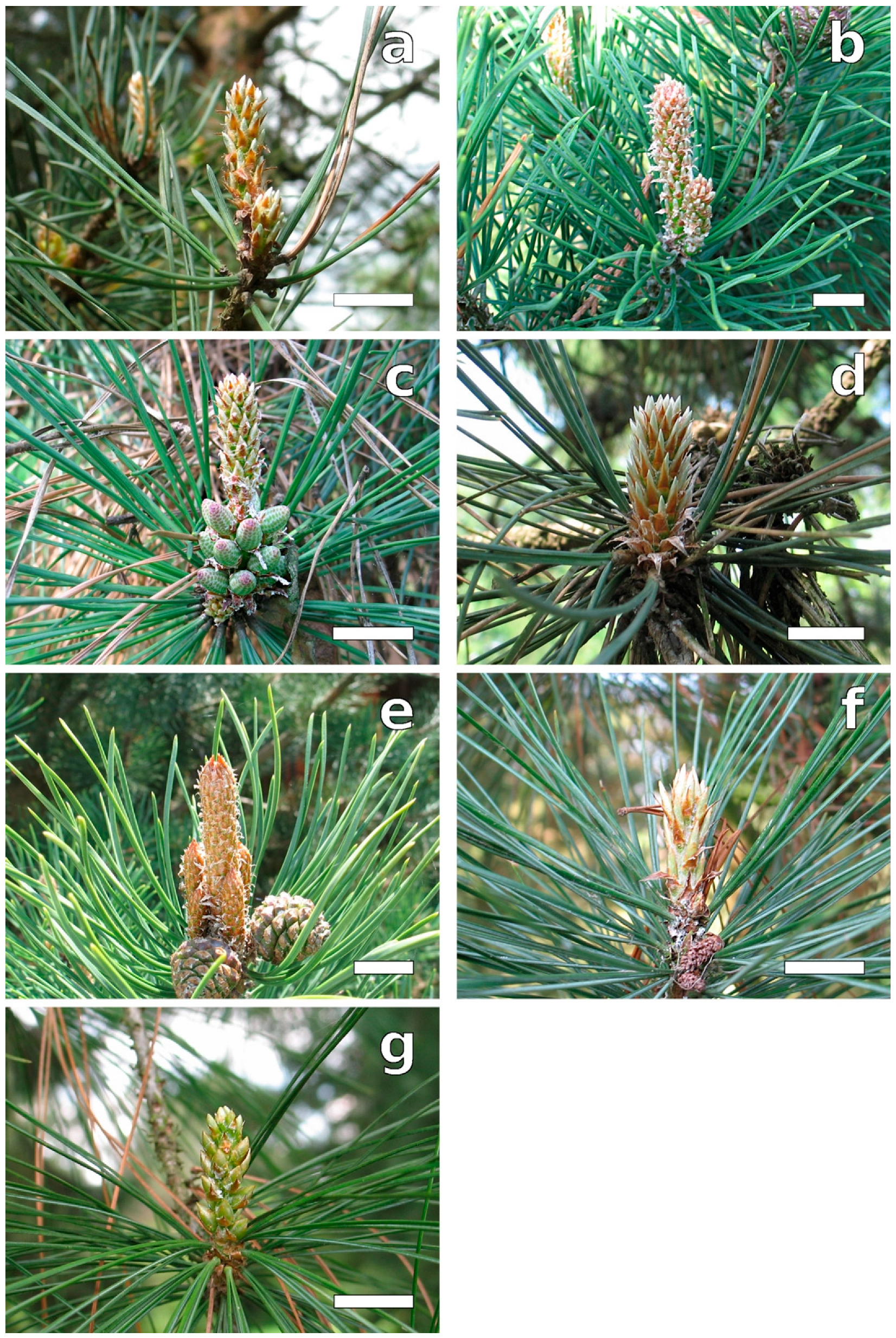 Plants 12 00913 g004