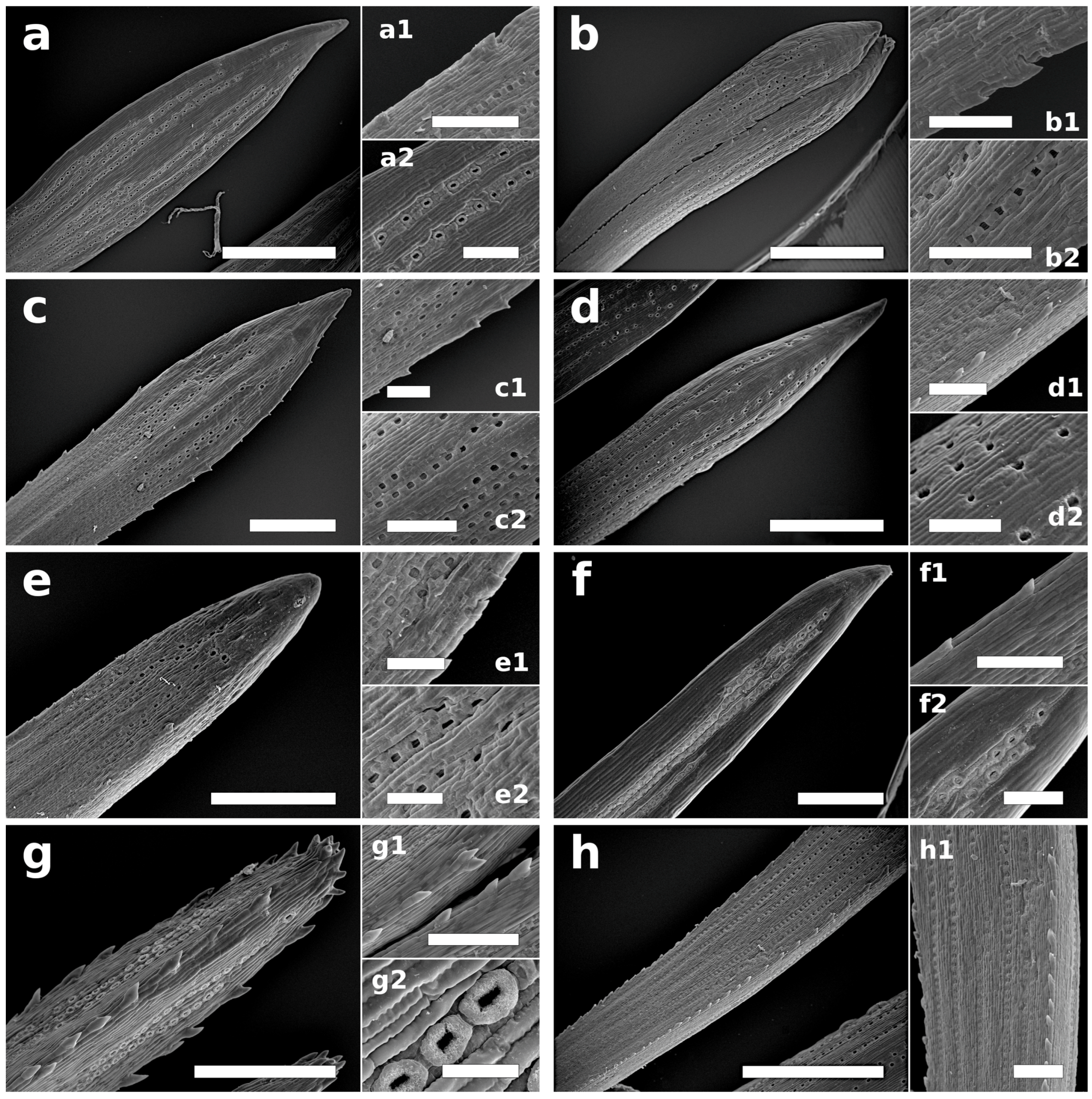 Plants 12 00913 g005