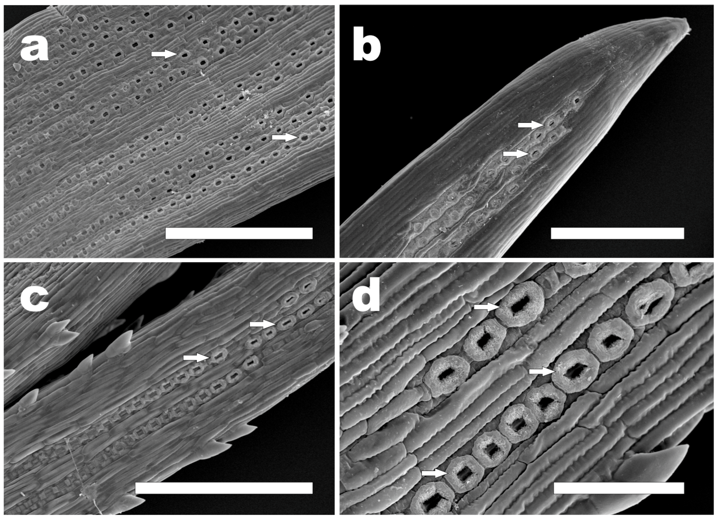 Plants 12 00913 g006