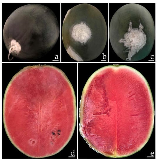 Plants 12 00956 g001