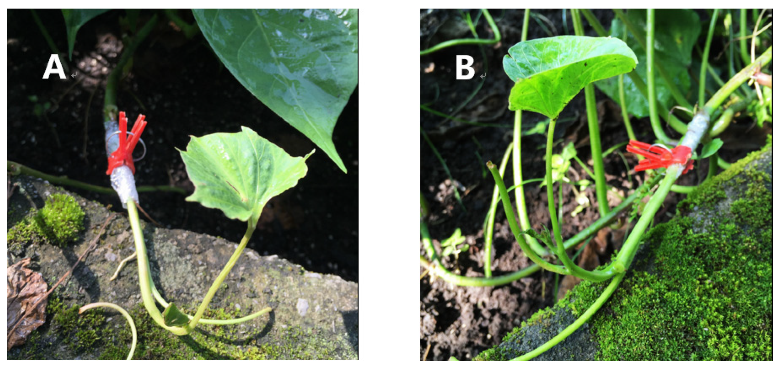 Plants 12 00957 g005 Plants 12 00957 g005