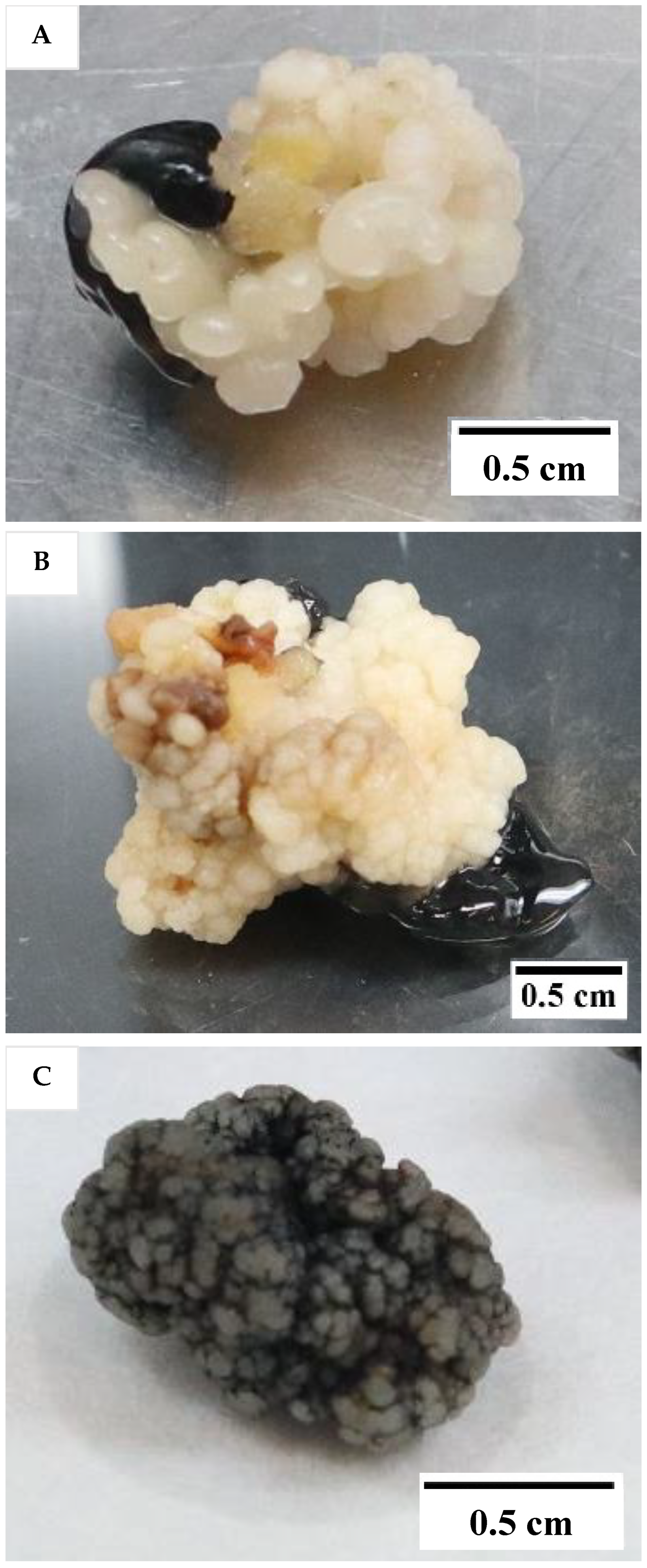 Plants 12 00968 g001