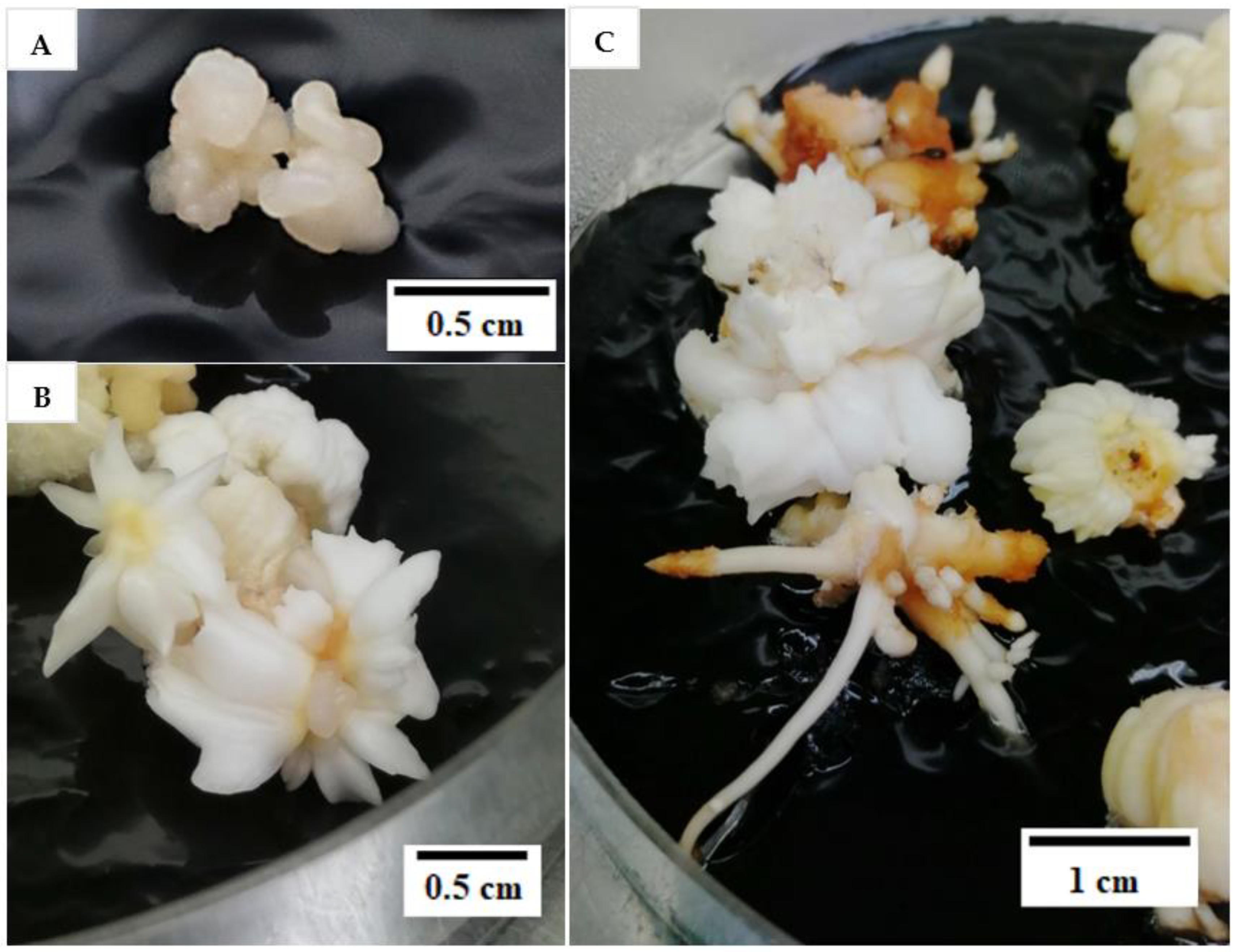 Plants 12 00968 g003