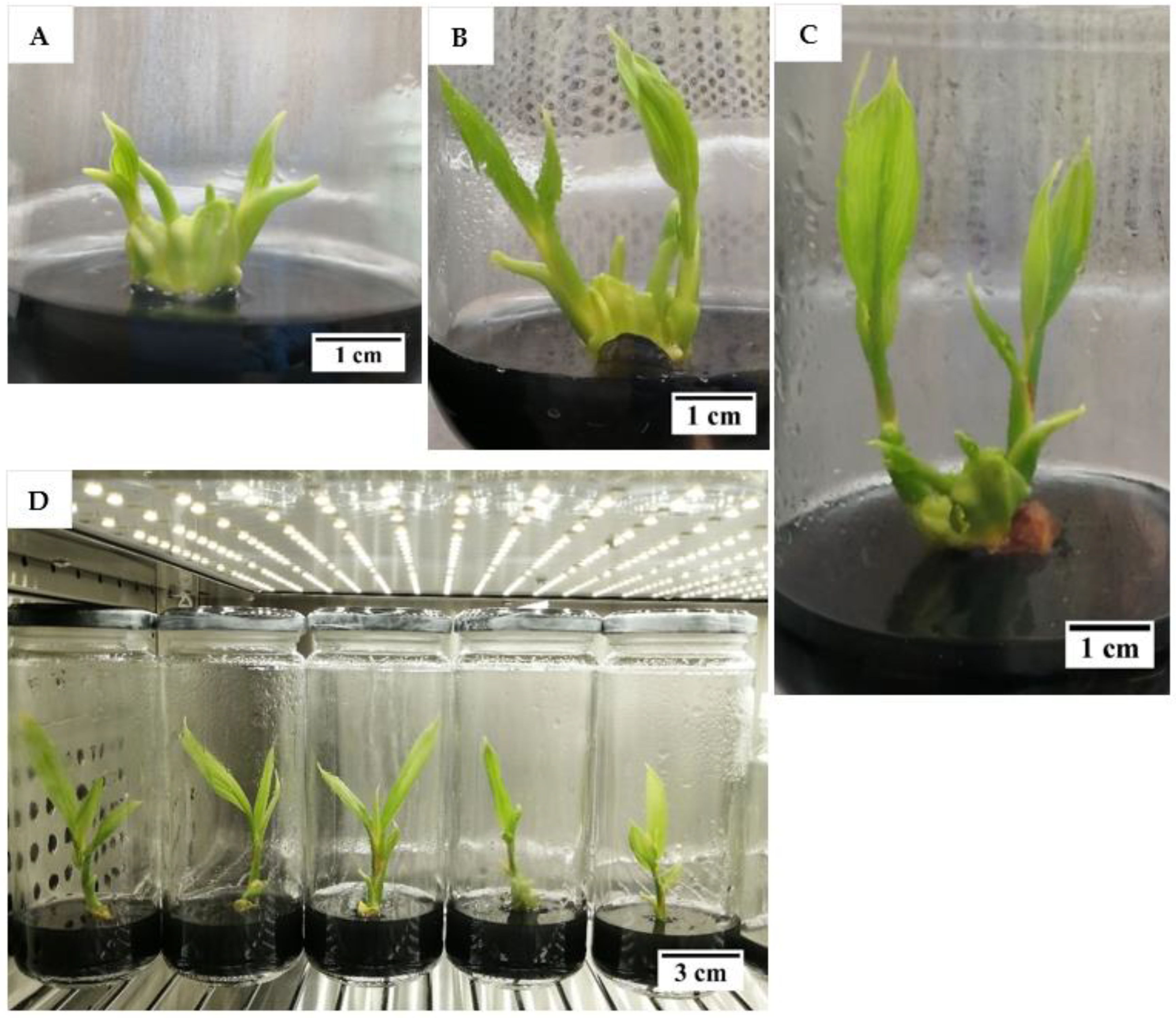 Plants 12 00968 g004