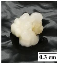 Plants 12 00968 i001 Plants 12 00968 i001