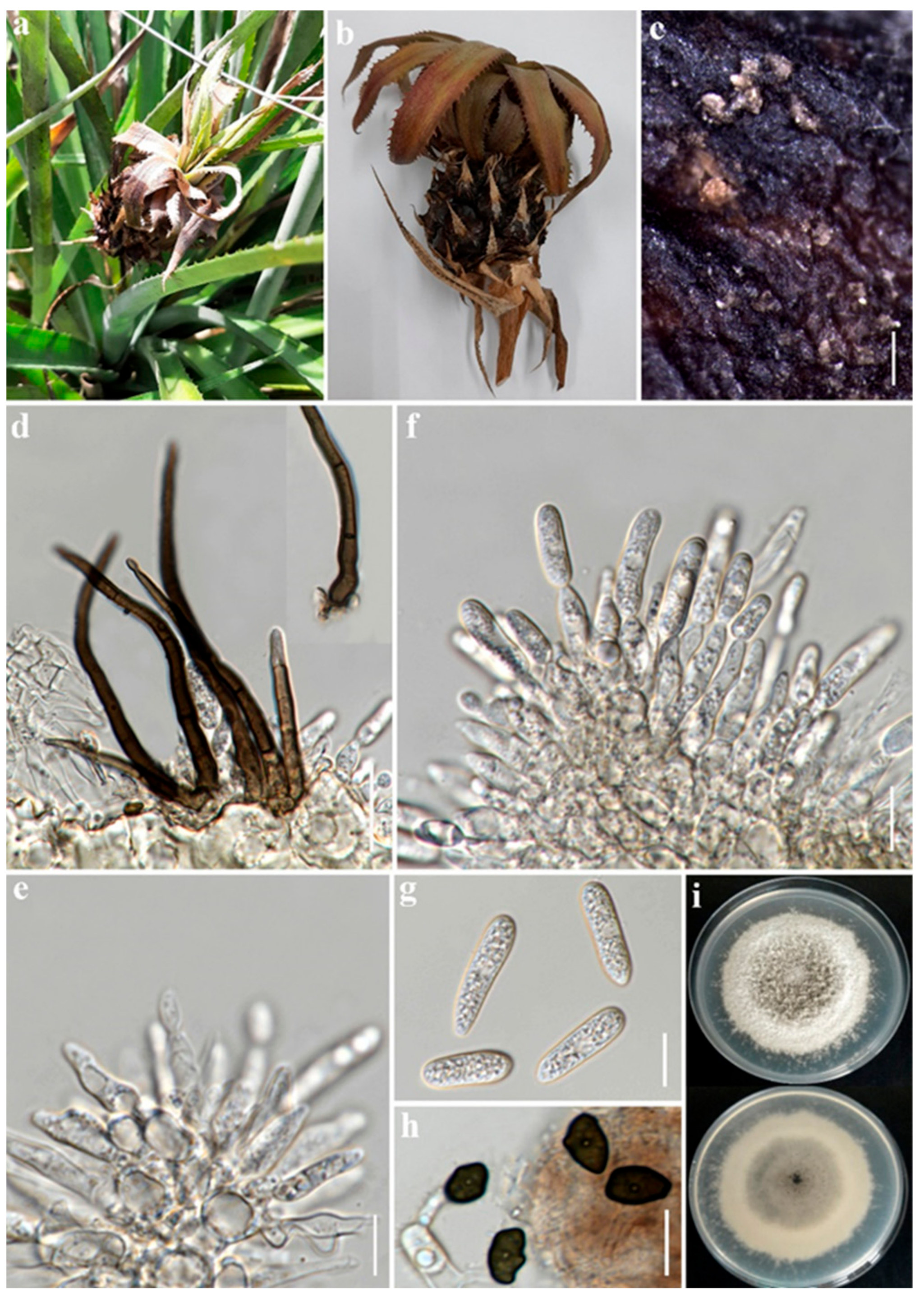 Plants 12 00971 g002