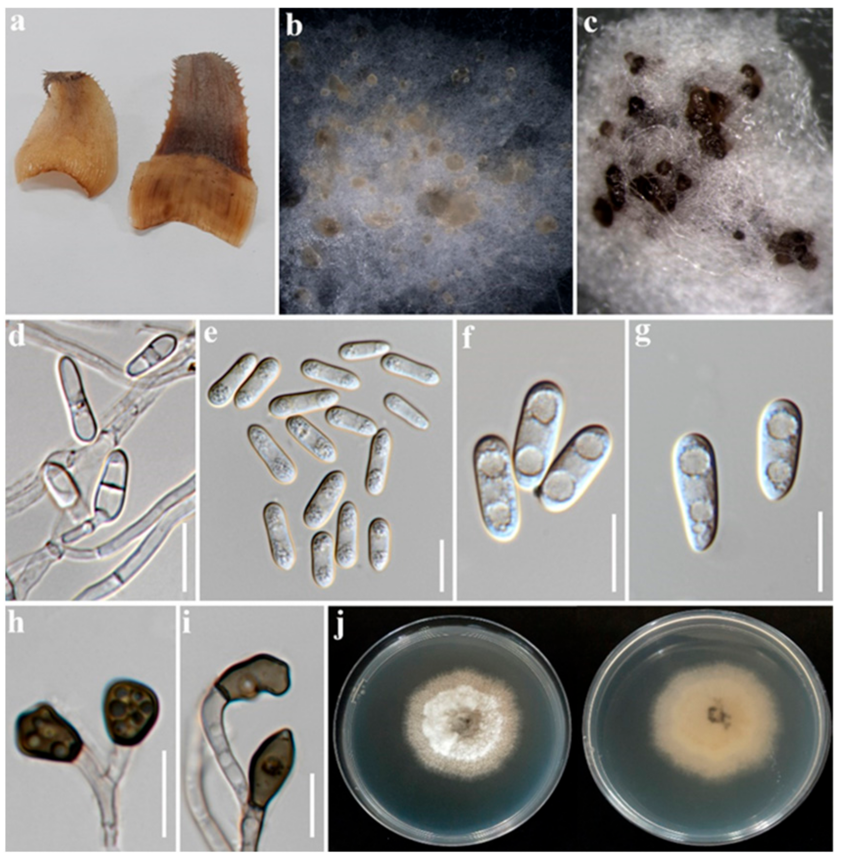 Plants 12 00971 g003