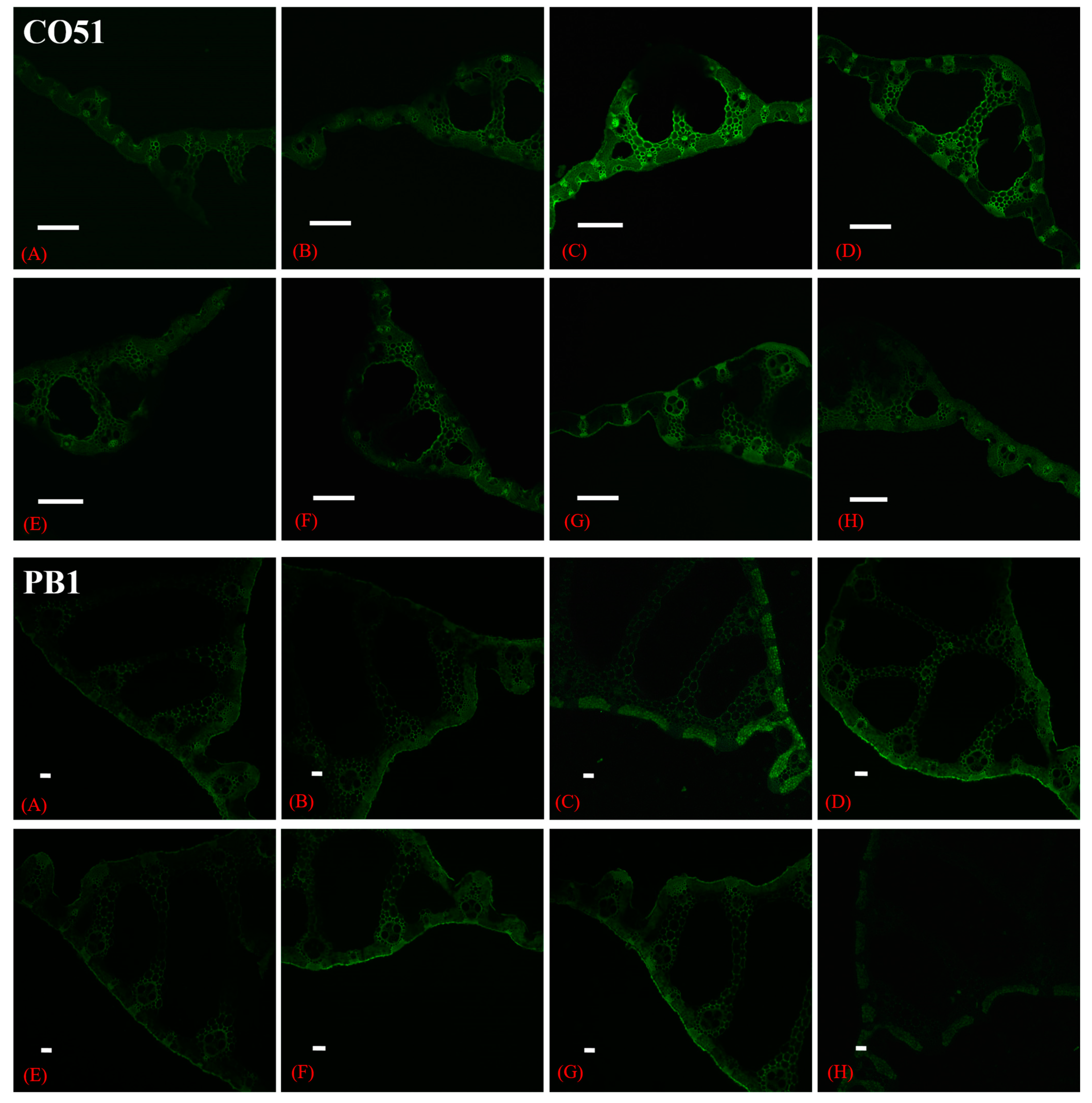Plants 12 00976 g006
