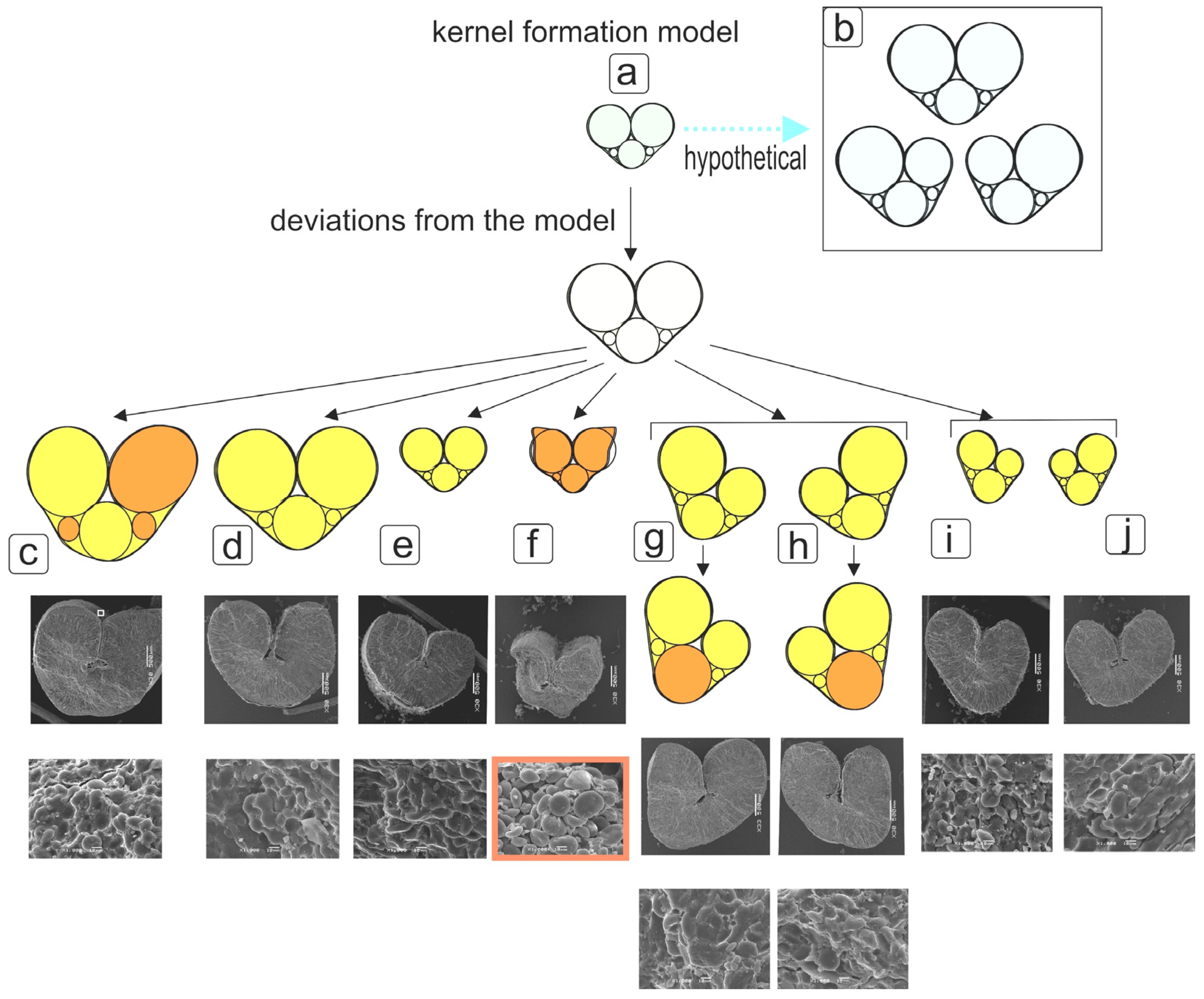 Plants 12 00980 g003 Plants 12 00980 g003