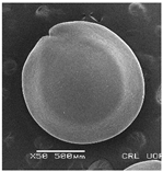 Plants 12 00987 i002