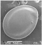 Plants 12 00987 i005