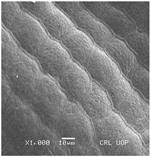 Plants 12 00987 i009