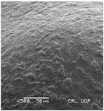 Plants 12 00987 i010