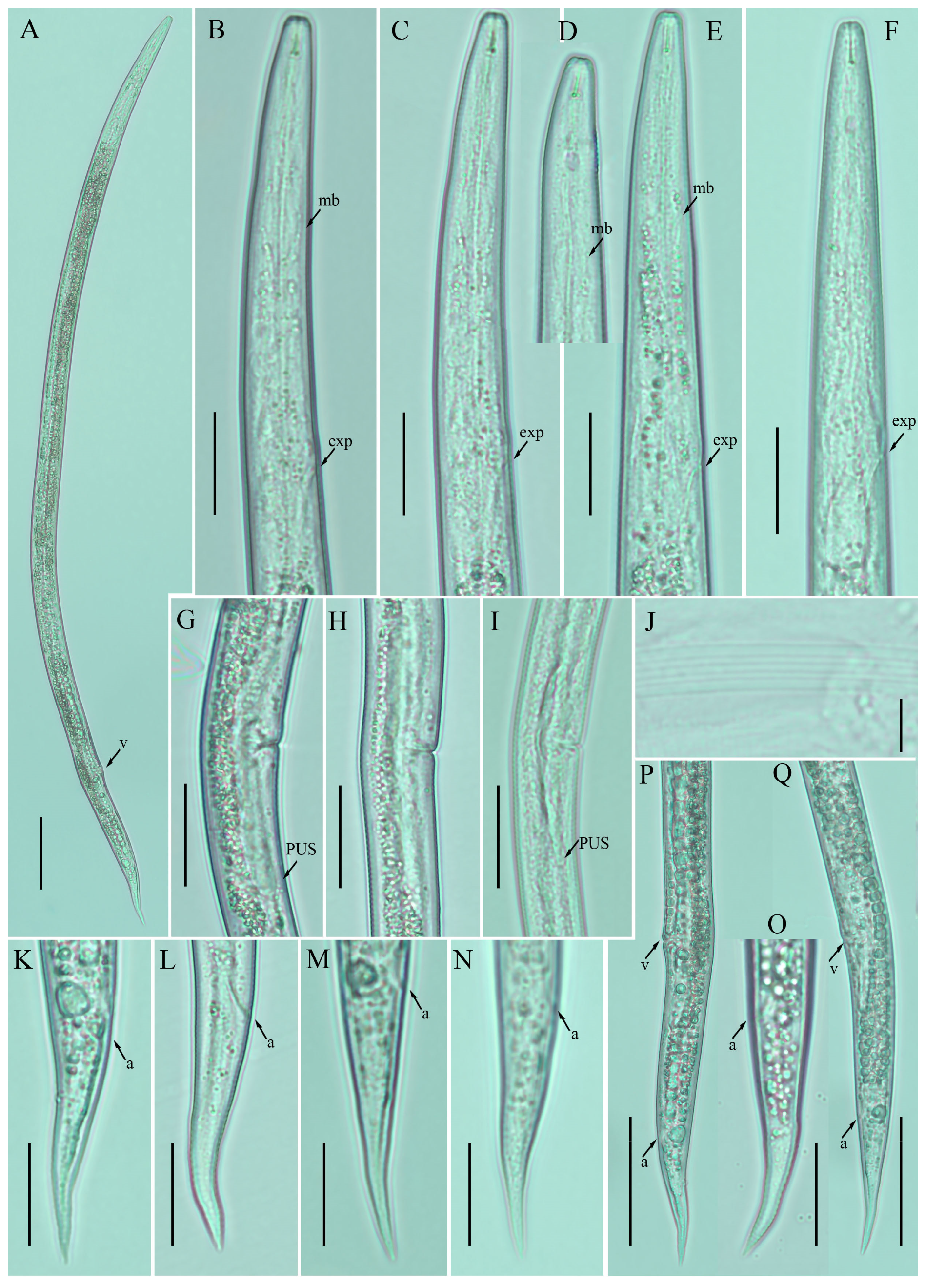 Plants 12 00998 g001 Plants 12 00998 g001