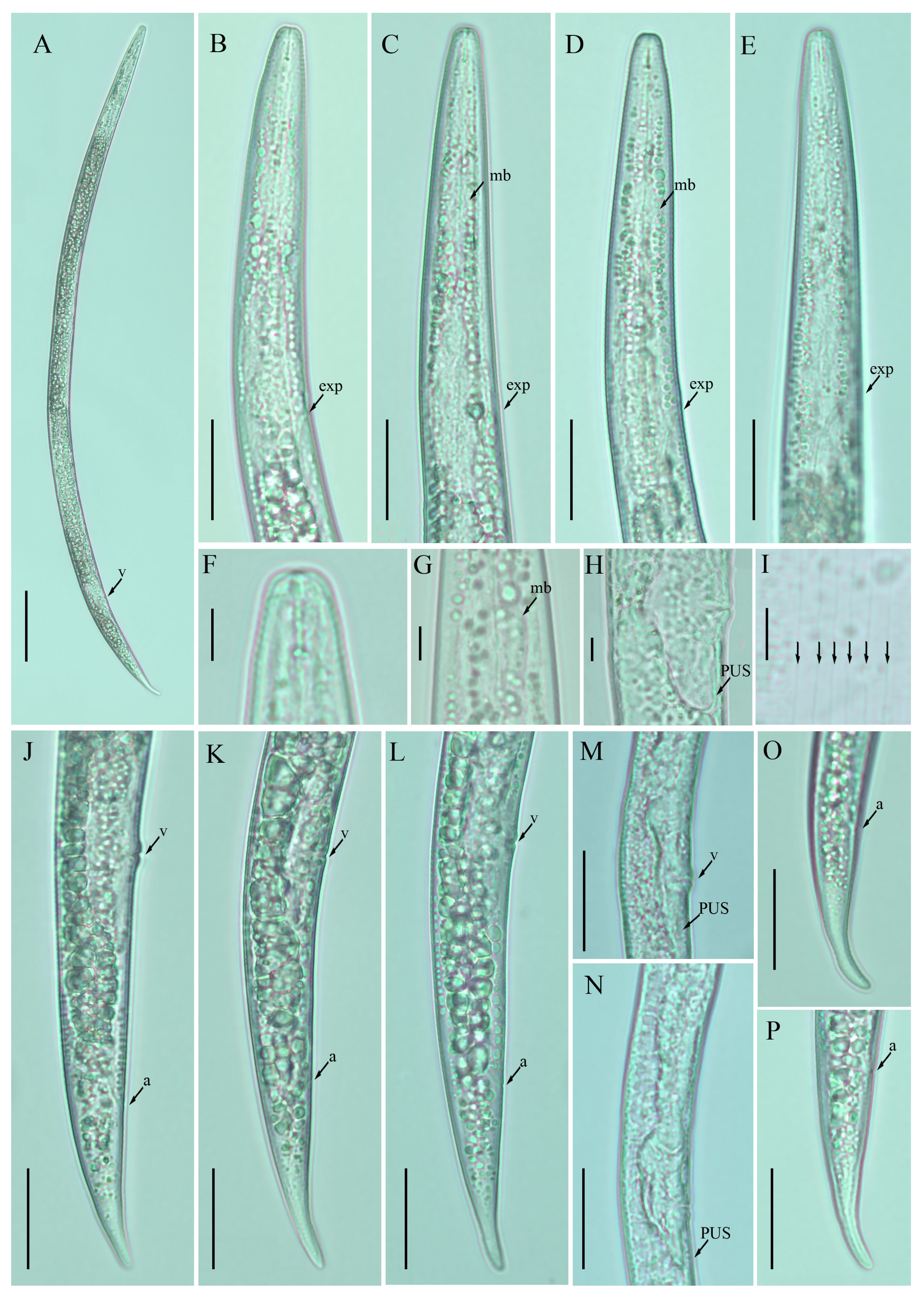 Plants 12 00998 g002 Plants 12 00998 g002