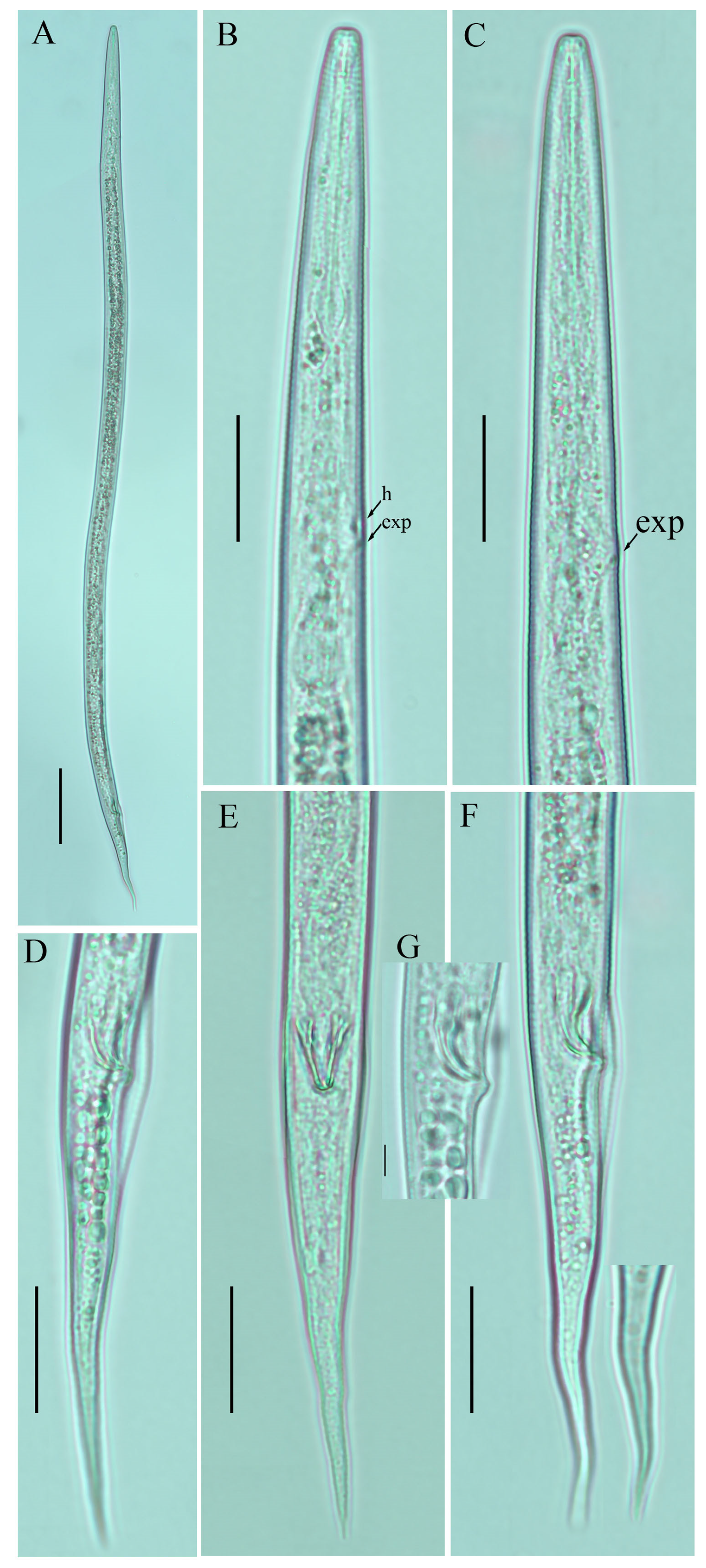 Plants 12 00998 g004 Plants 12 00998 g004