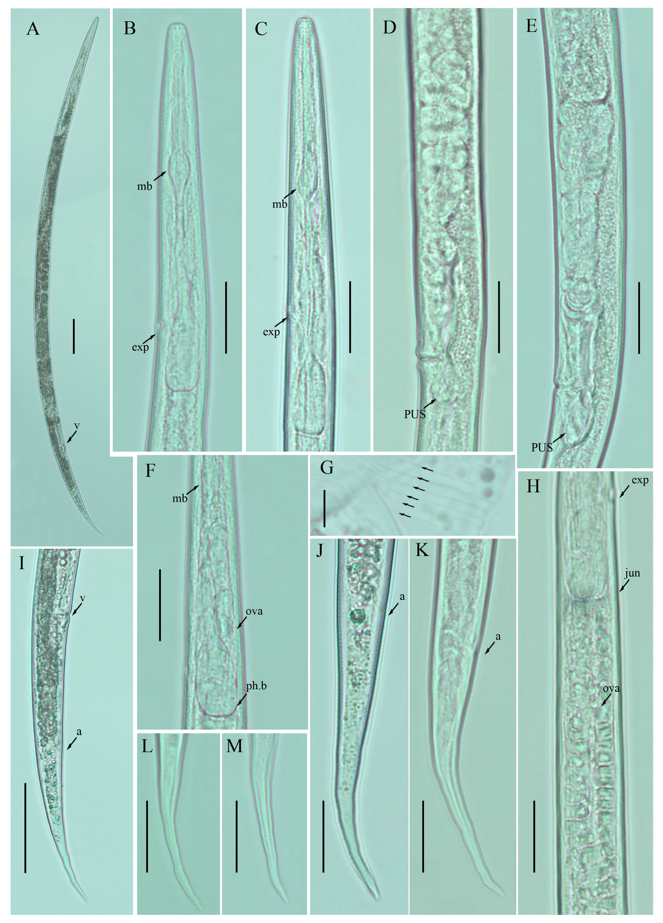 Plants 12 00998 g005 Plants 12 00998 g005