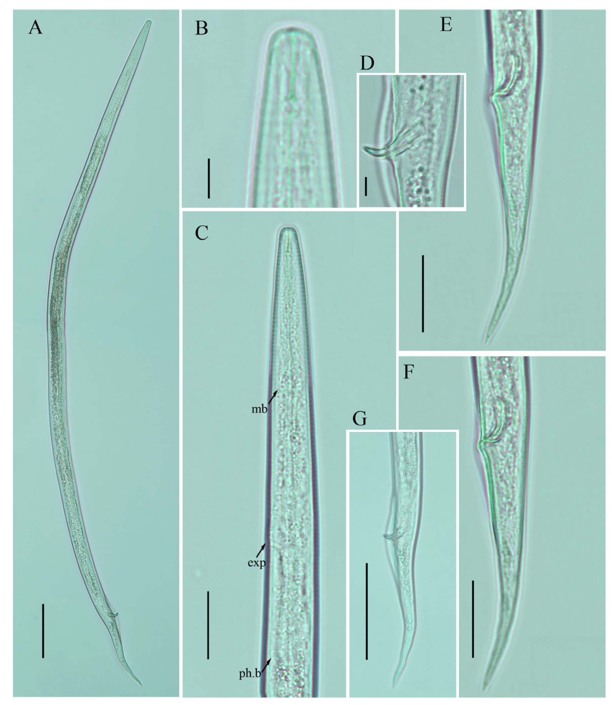 Plants 12 00998 g007 Plants 12 00998 g007