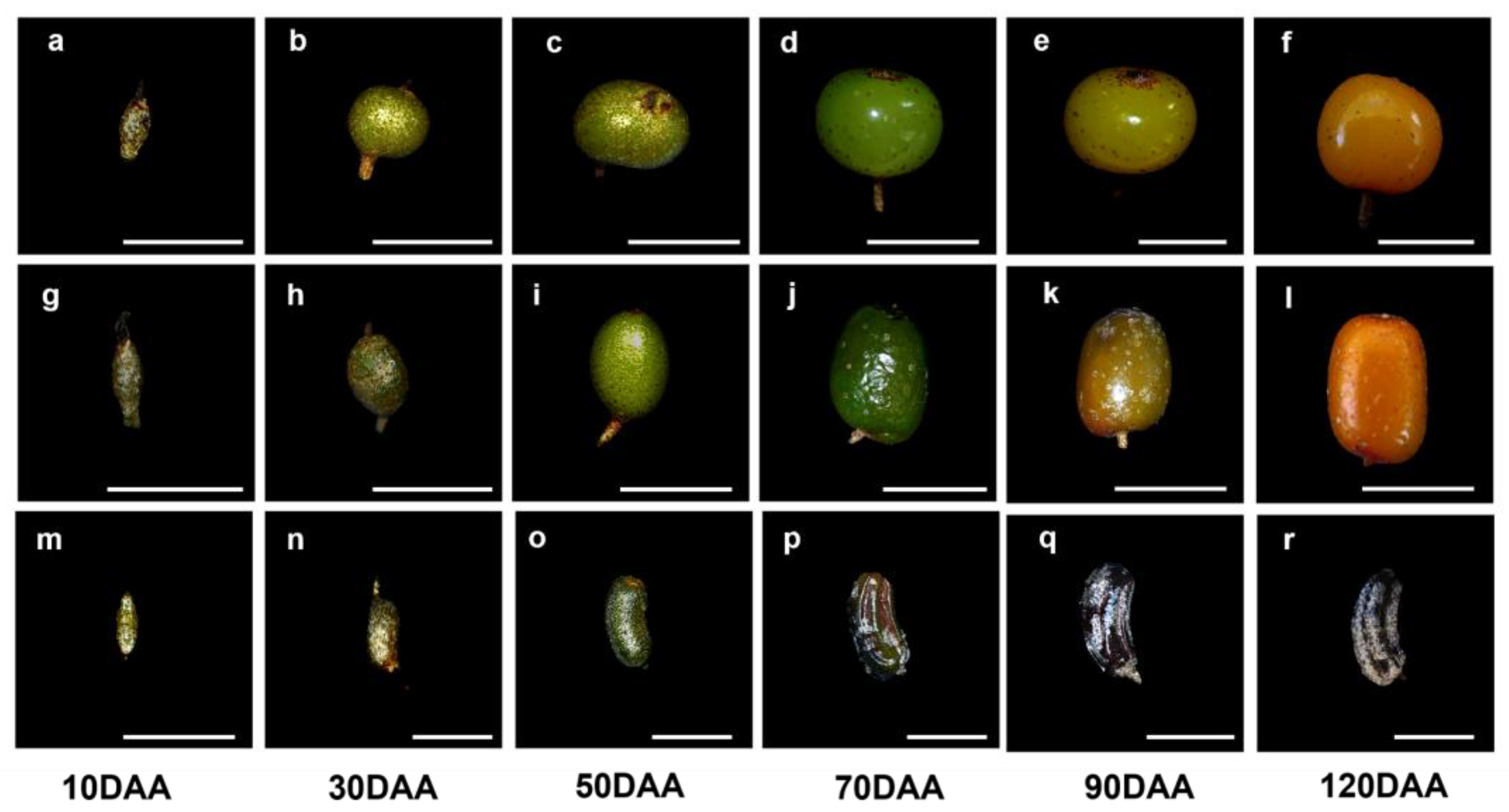 Plants 12 01005 g001