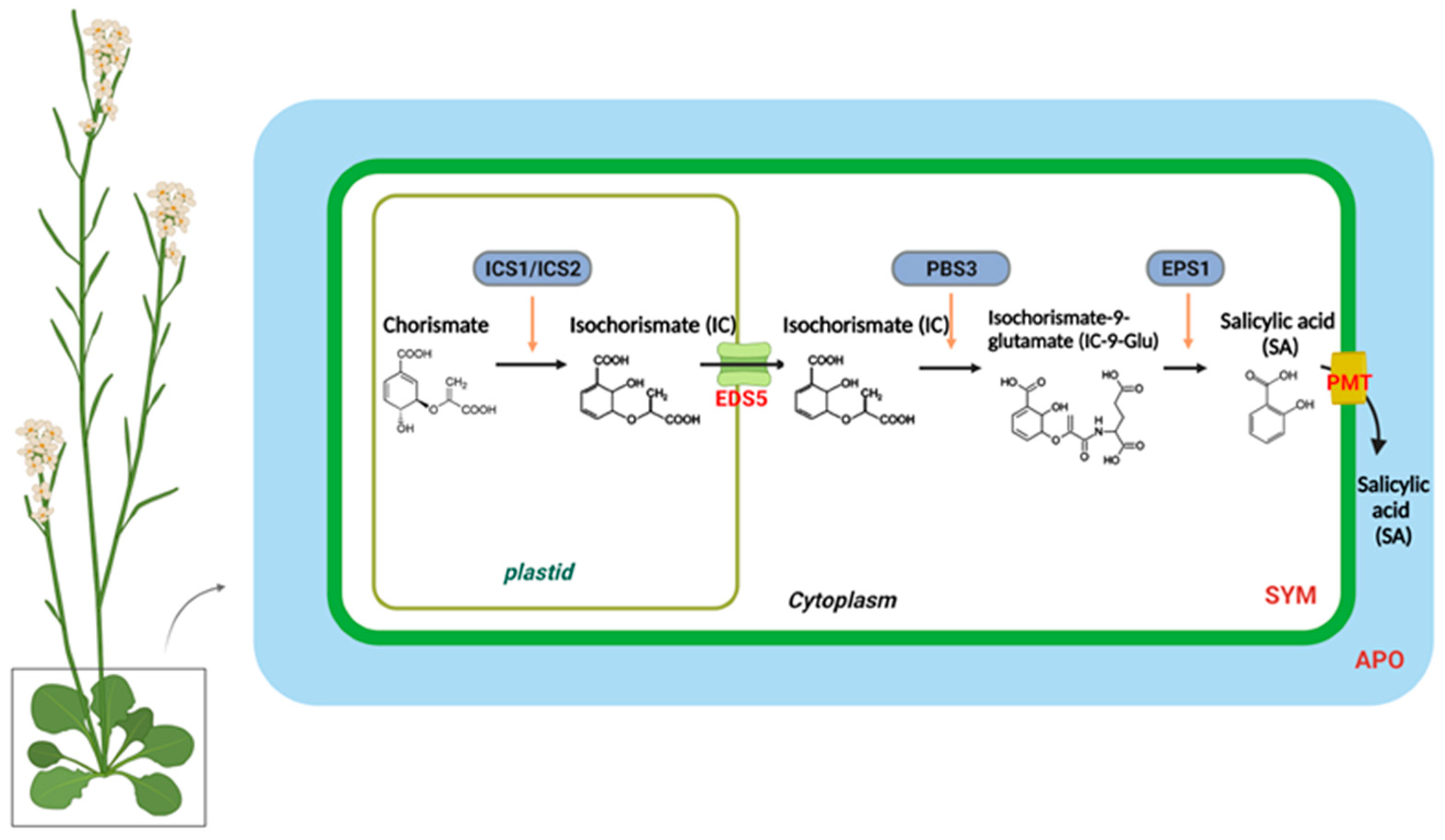 Plants 12 01013 g001
