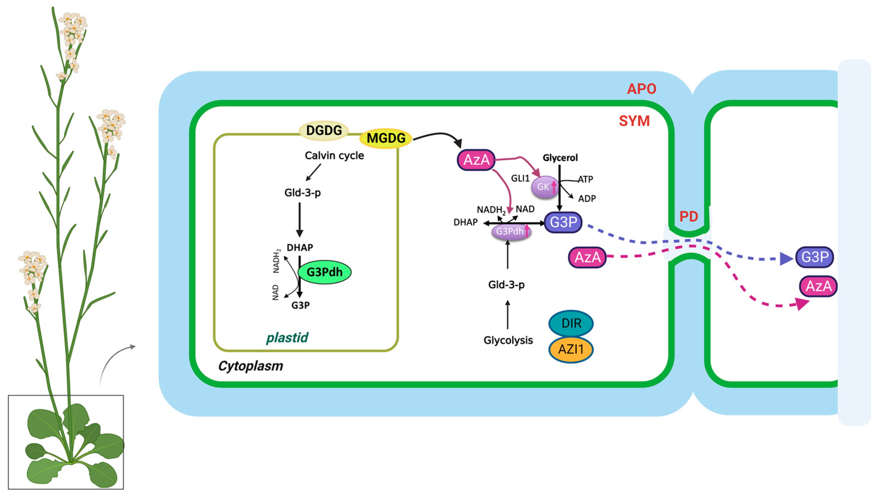 Plants 12 01013 g002