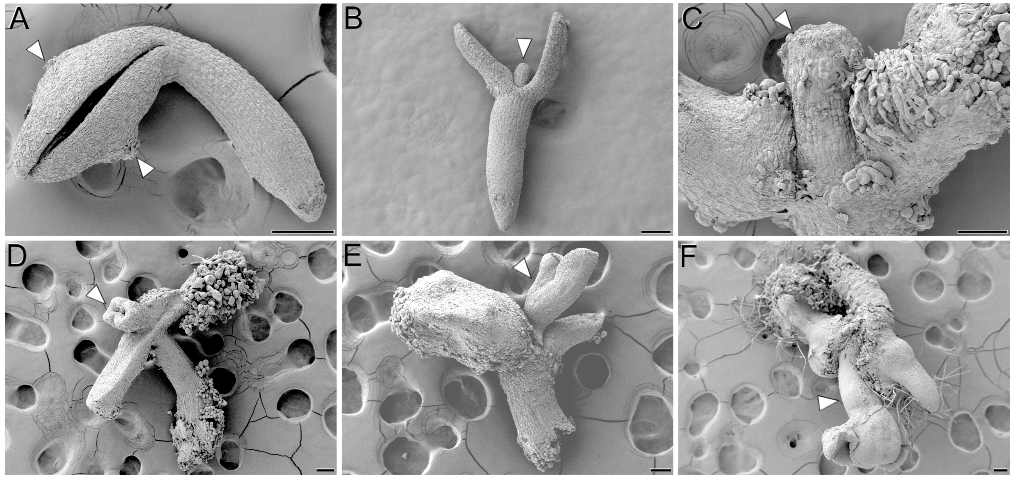 Plants 12 01021 g003