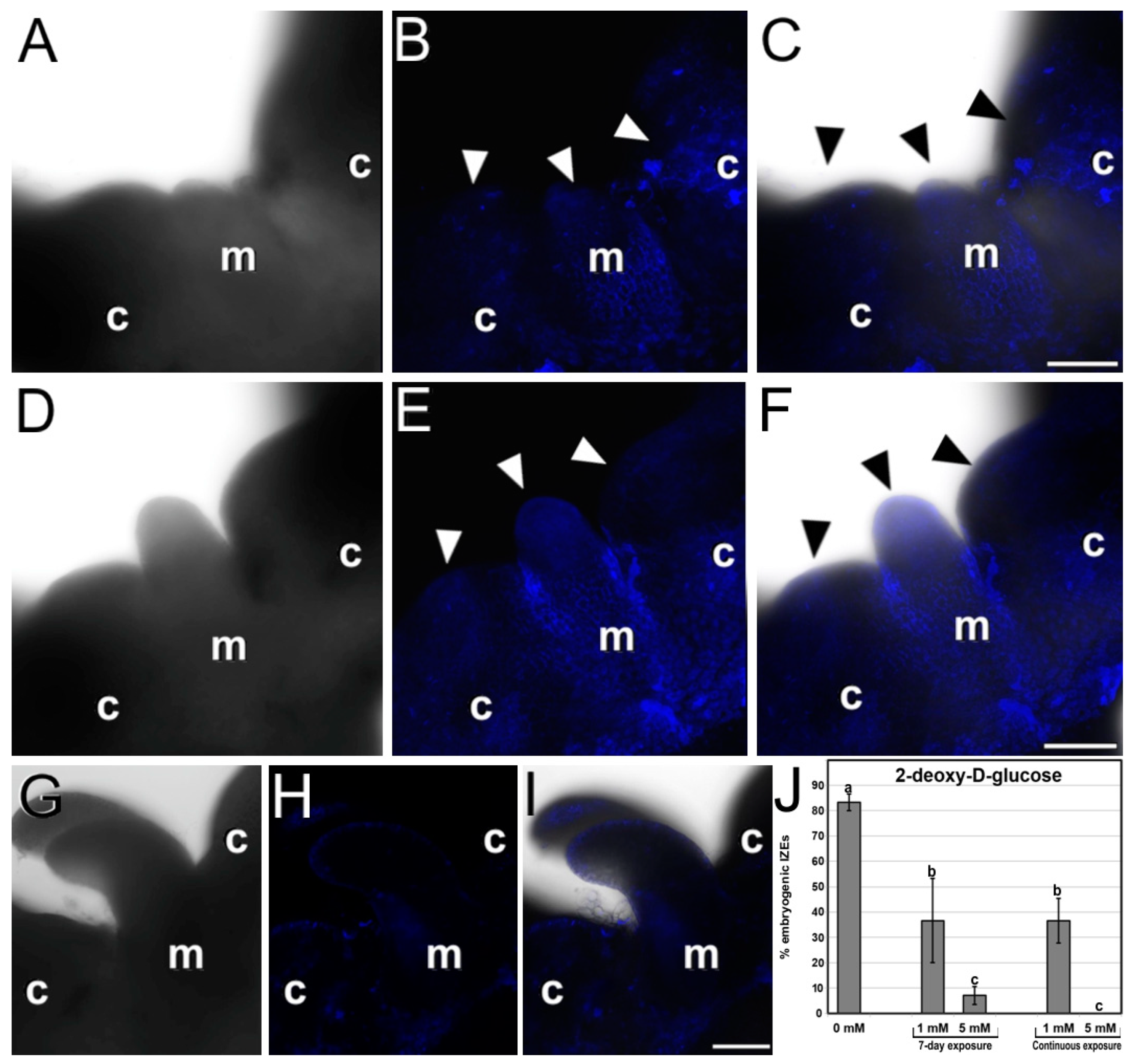 Plants 12 01021 g005