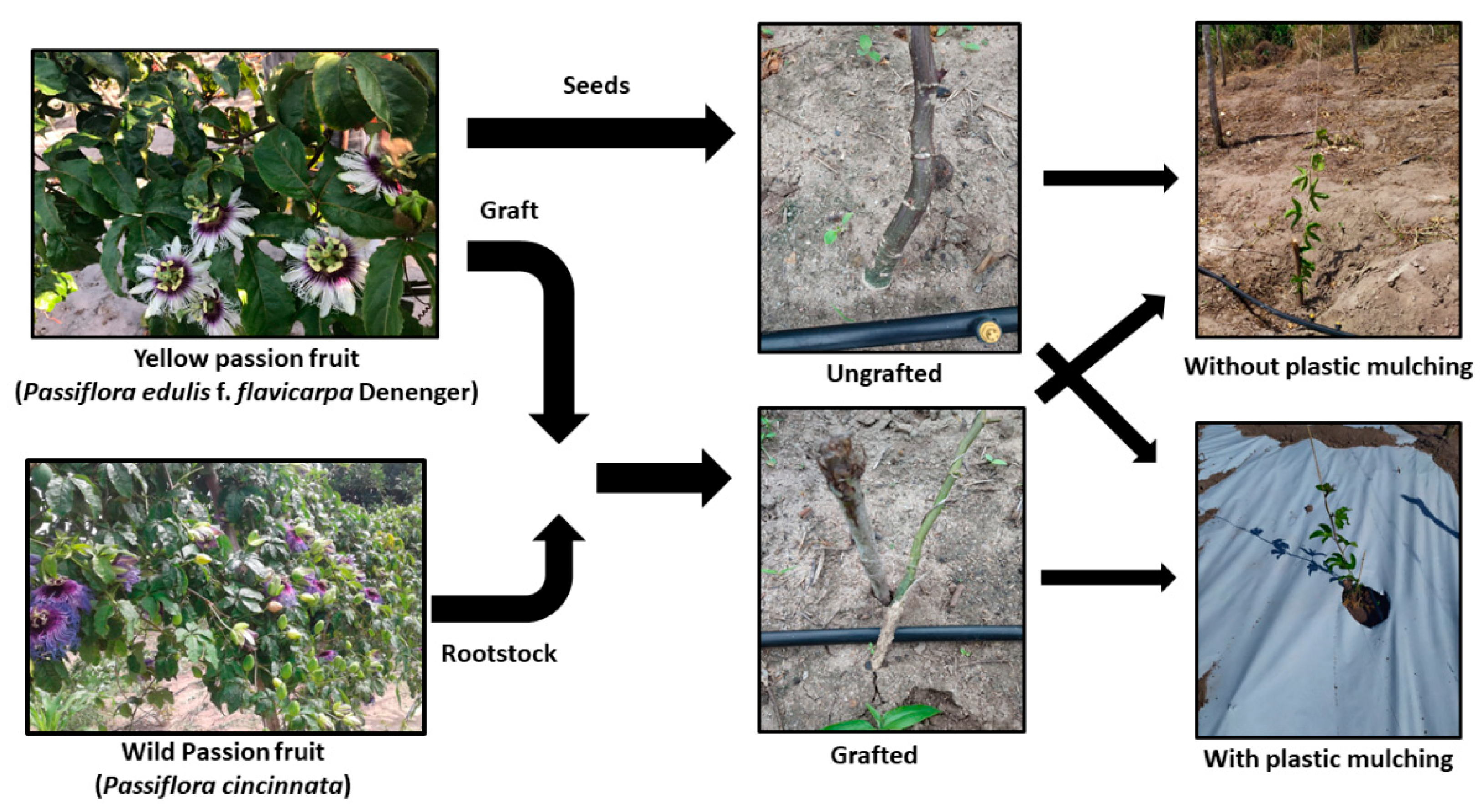 Plants 12 01035 g007