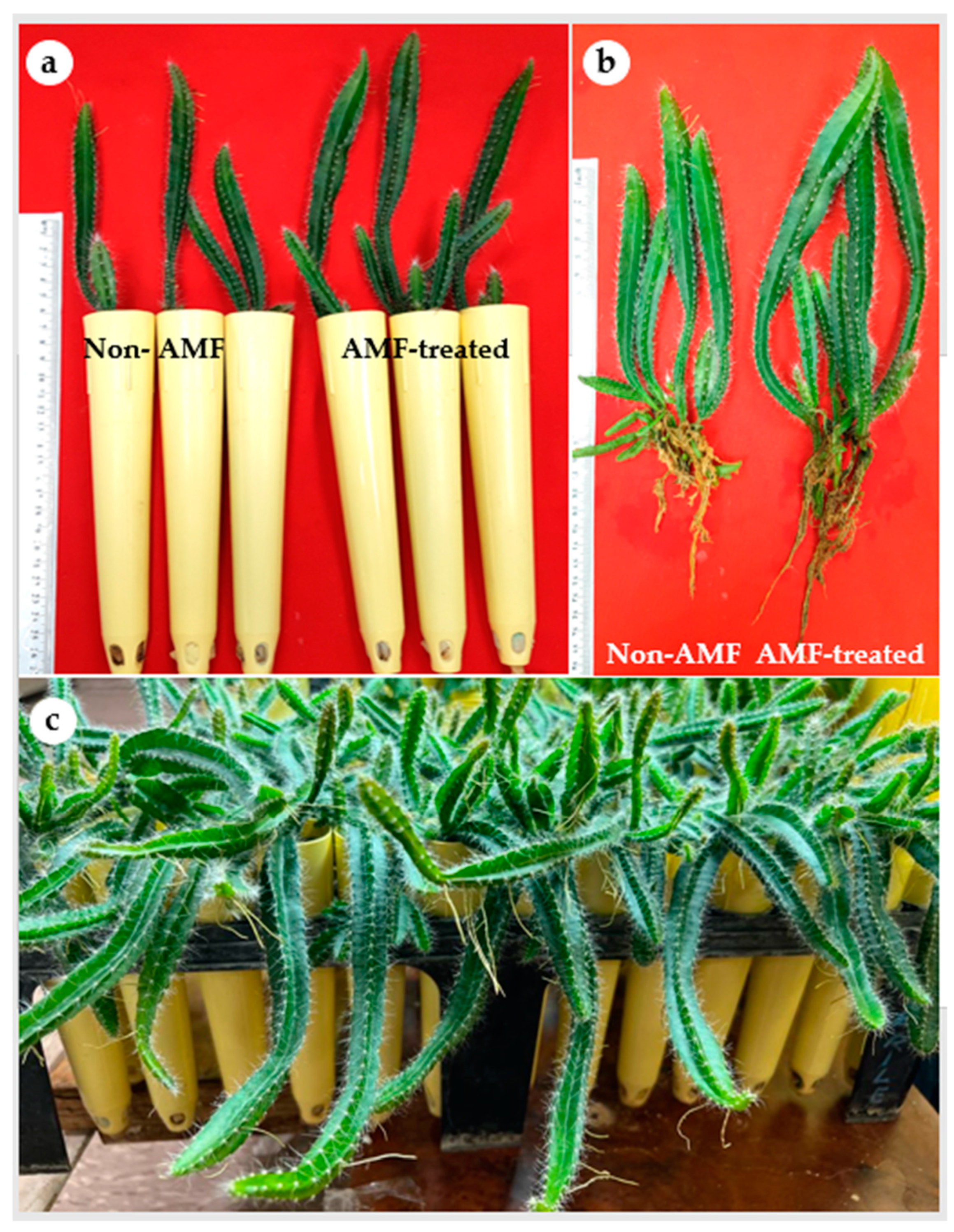 Plants 12 01037 g004