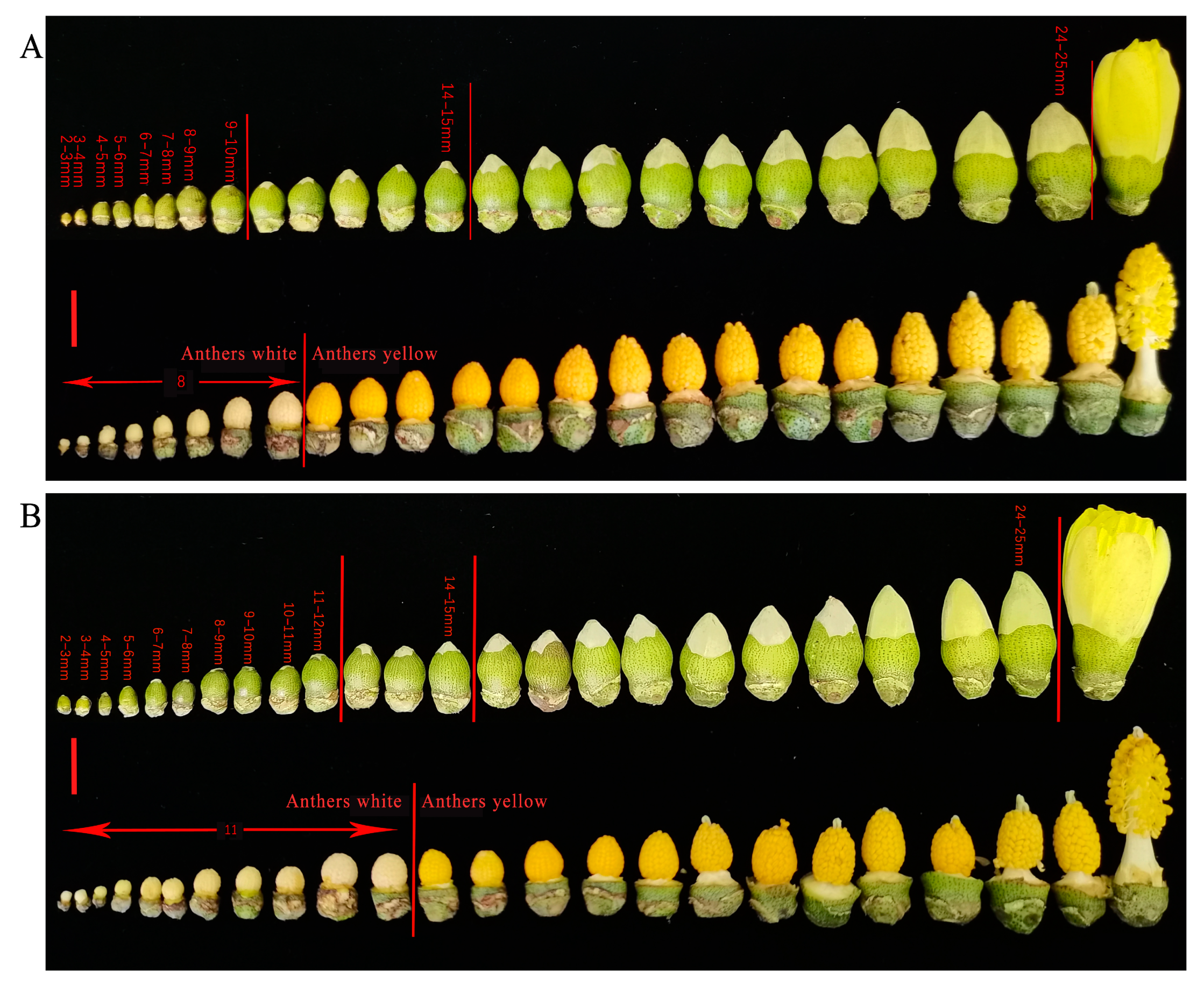 Plants 12 01058 g003 Plants 12 01058 g003
