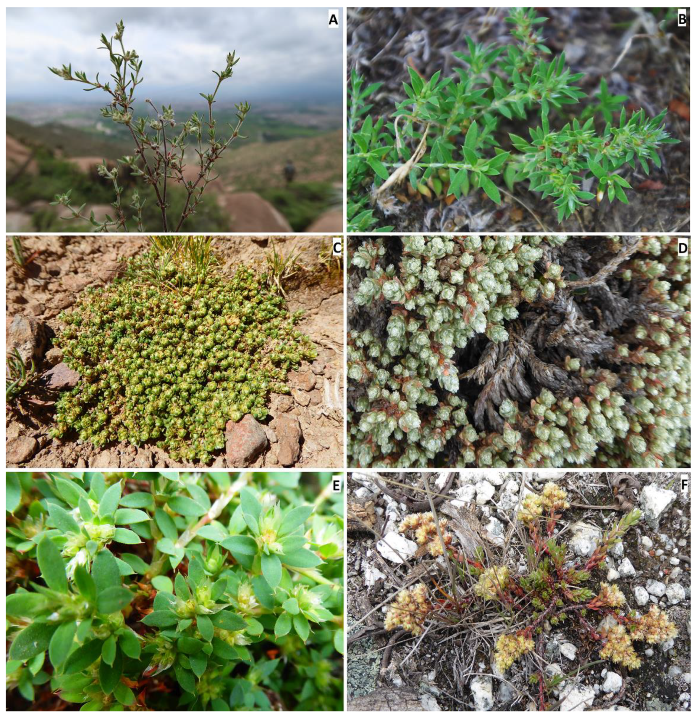 Plants 12 01064 g002 Plants 12 01064 g002