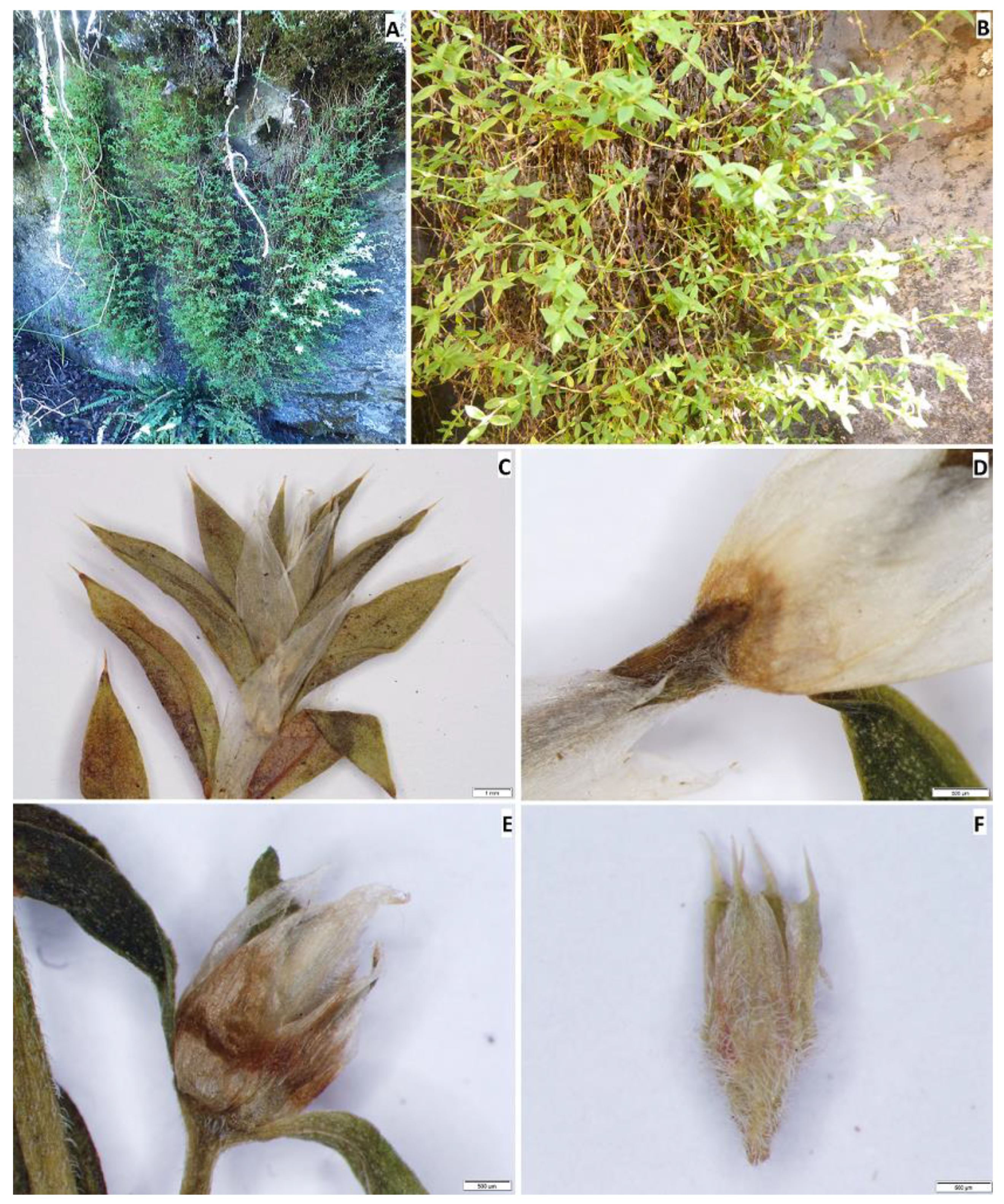 Plants 12 01064 g003 Plants 12 01064 g003