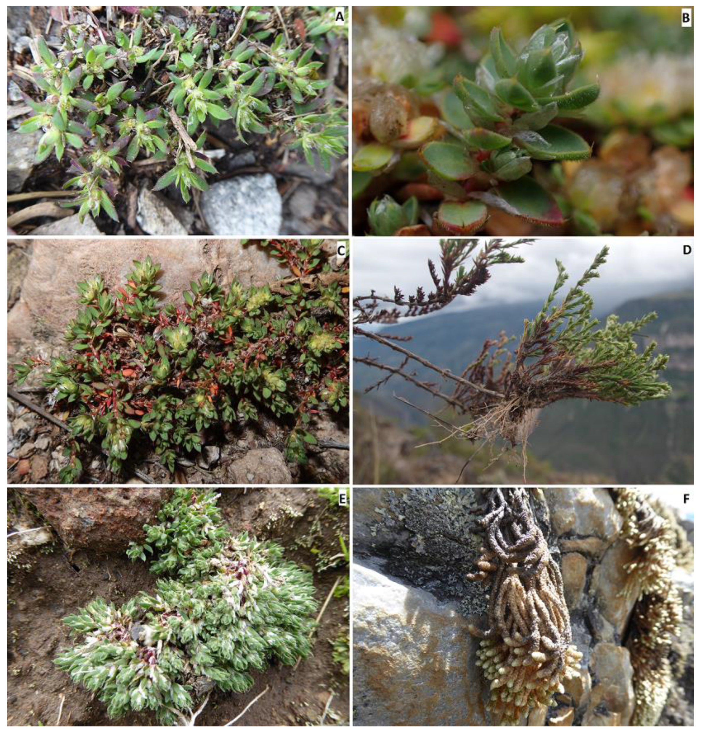 Plants 12 01064 g007 Plants 12 01064 g007