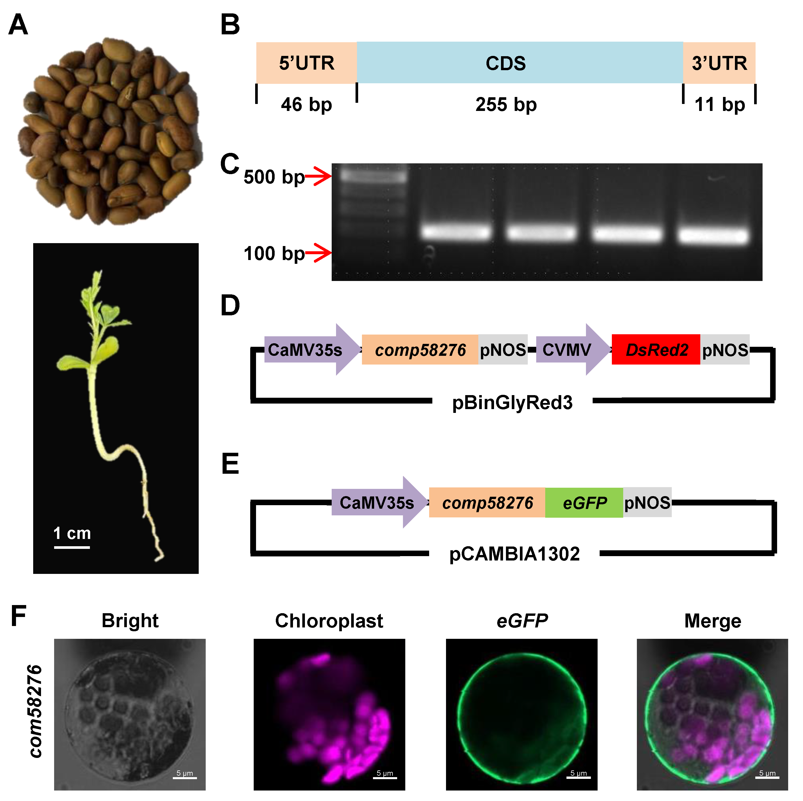 Plants 12 01069 g001