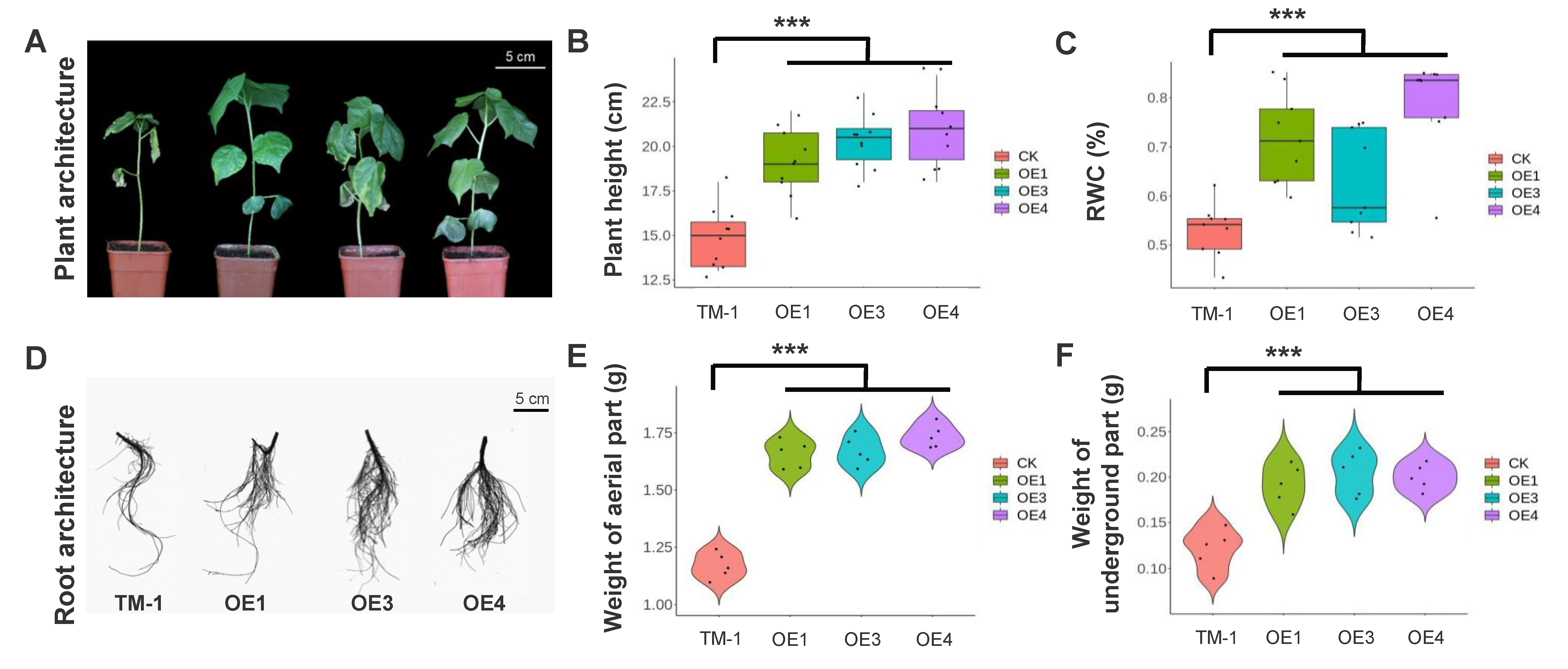 Plants 12 01069 g004