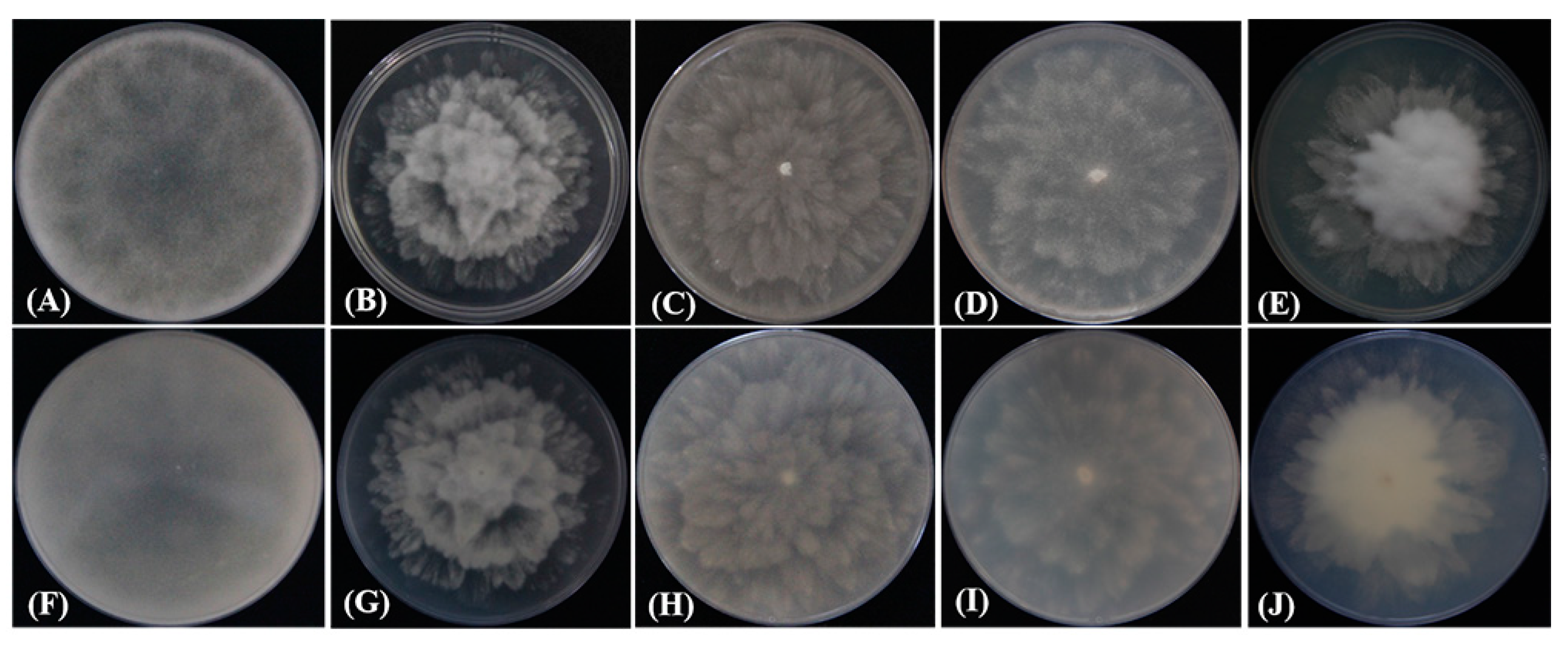 Plants 12 01072 g003 Plants 12 01072 g003